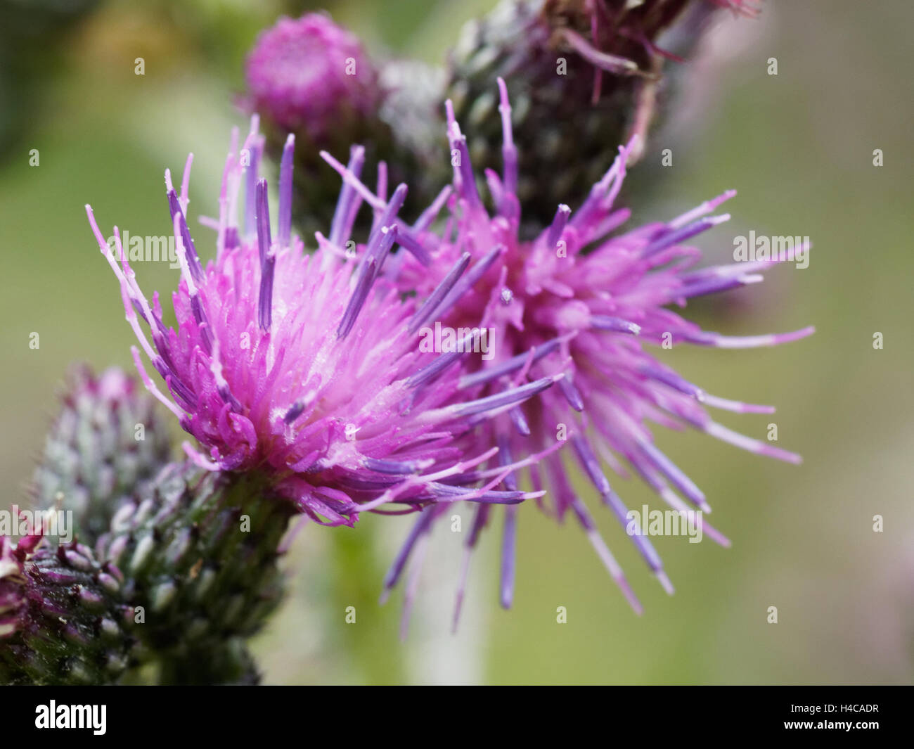 Marsh thistle, Cirsium palustre, alpi, Francia. Foto Stock