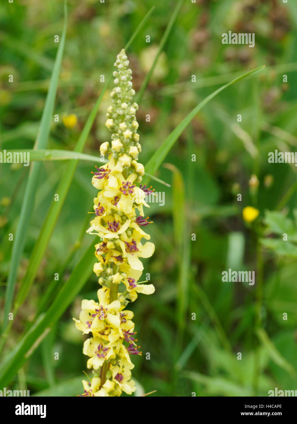 Grande Mullein Molène thapsus, Francia. Foto Stock