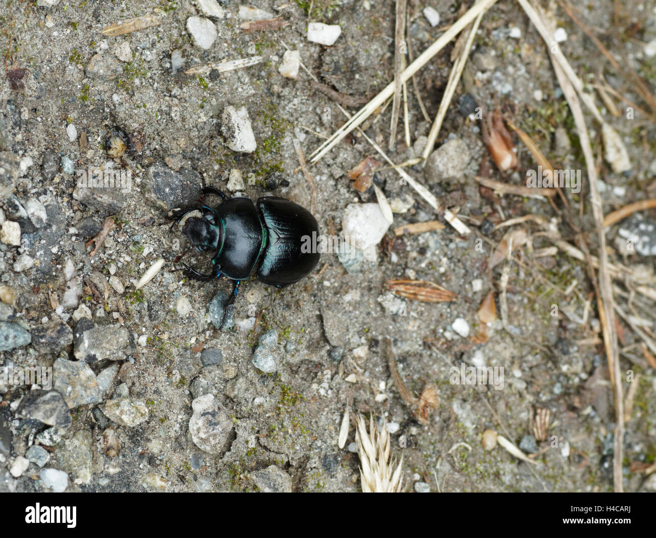 Anoplotrupes stercorosus, Geotrupes stercorosus, comune dor beetle, Geotrup, alpi, Francia Foto Stock