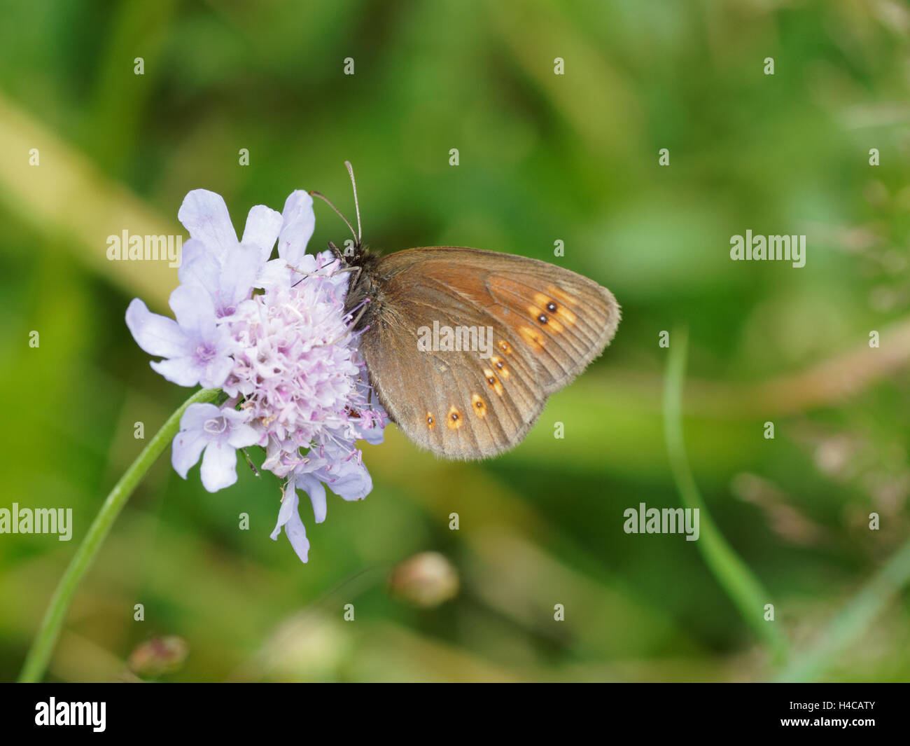 Farfalla sulla Knautia maxima, Scabious Alpi, Francia. Foto Stock
