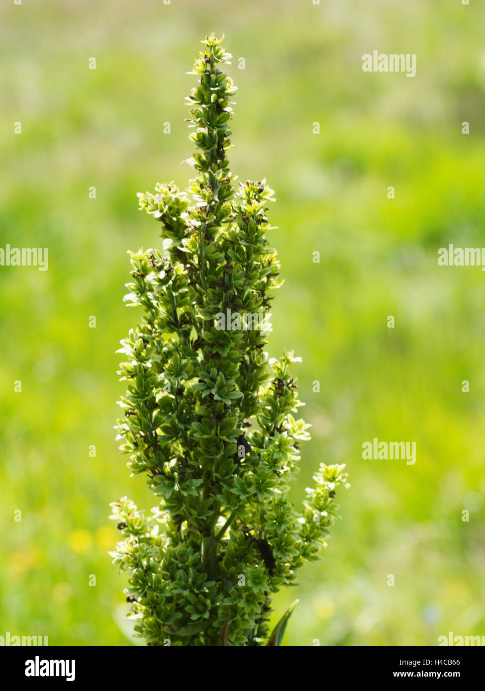 Veratrum album, False helleborine, l'elleboro bianco, fioritura, alpi, Francia. Foto Stock