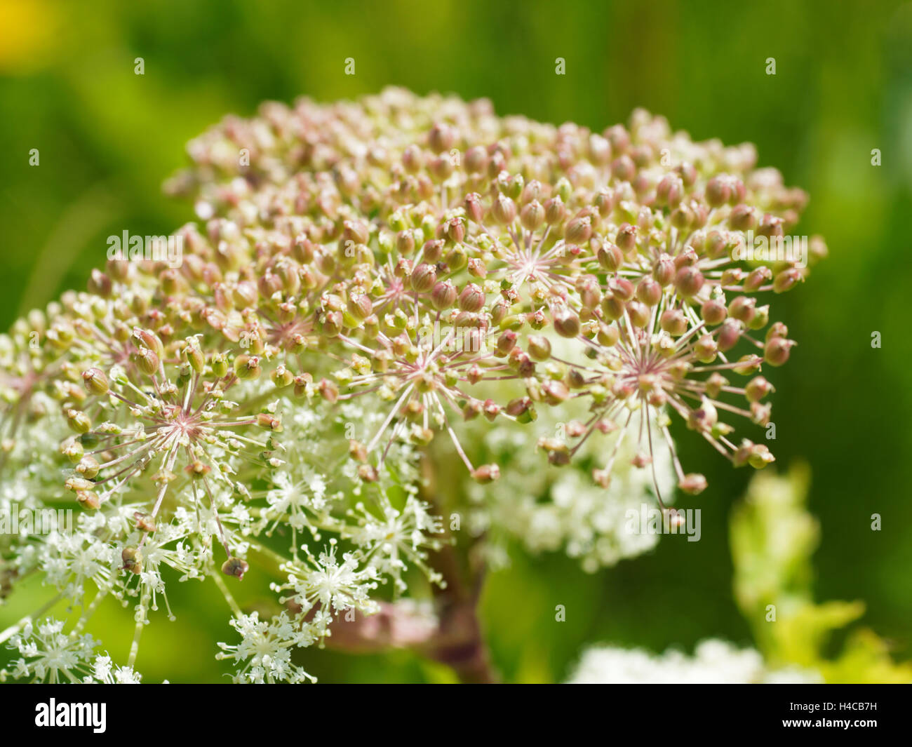 Blooming Spignel, Meum athamanticum, alpi, Francia Foto Stock