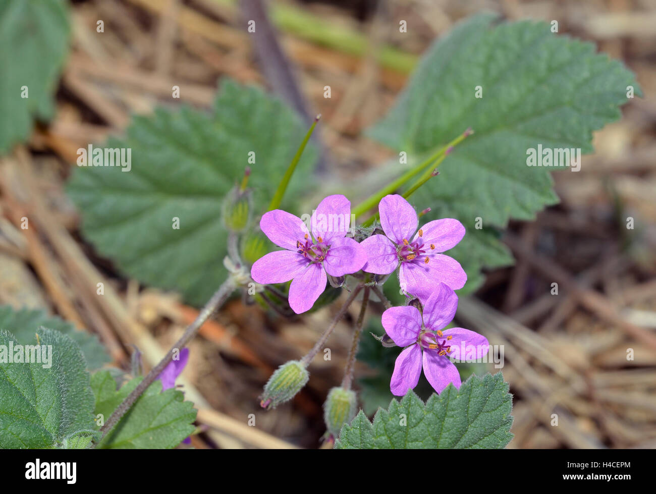 Malva-lasciava di cicogna-bill - Erodium malacoides fiore & Frutta Foto Stock