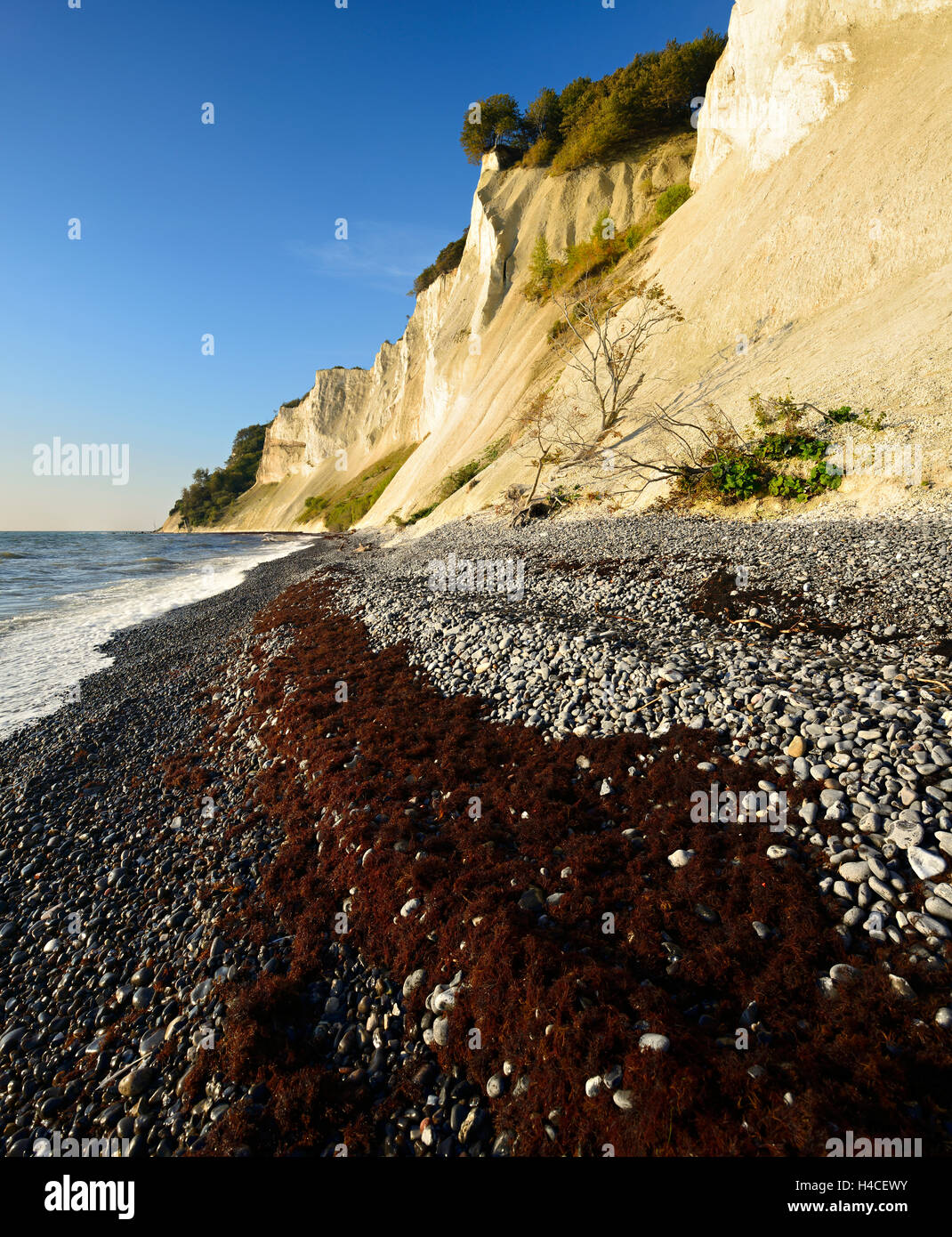 Danimarca, isola M°n, chalk rocce del M°ns Klint Foto Stock