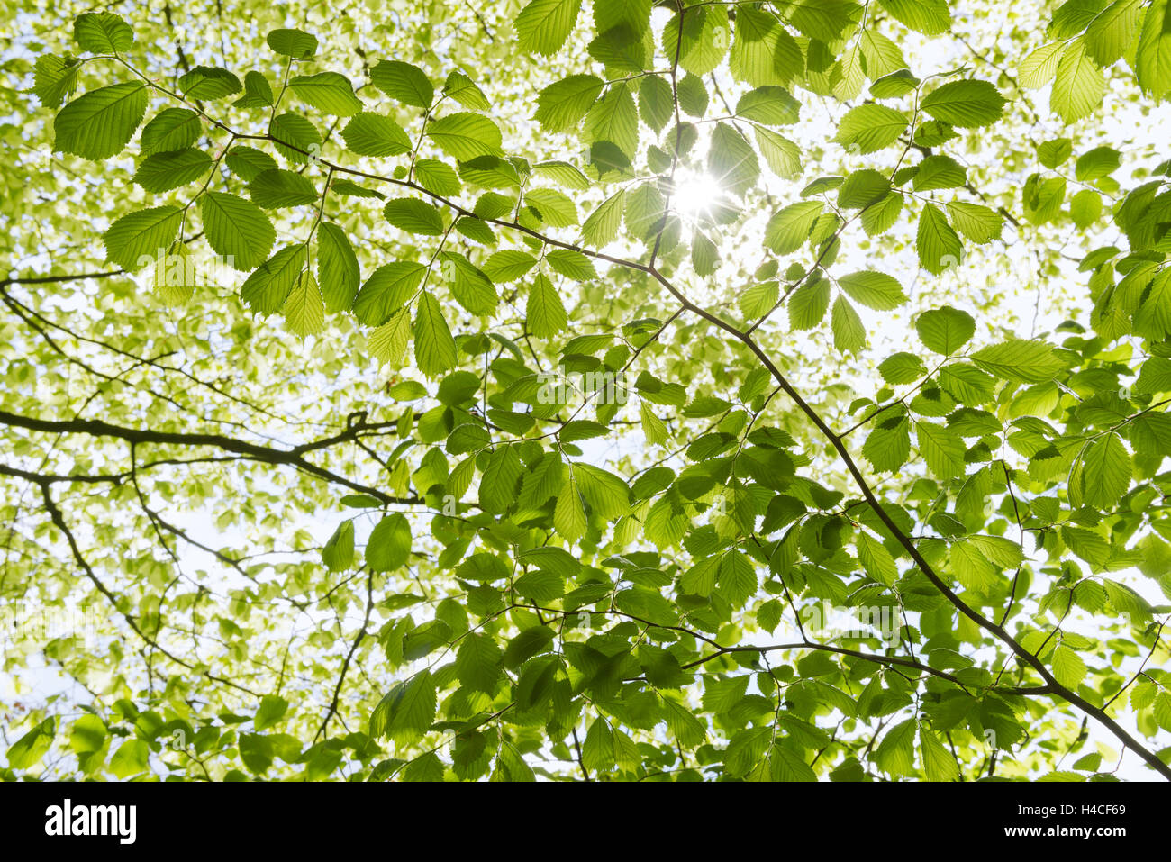 In Germania, in Baviera, riserva naturale, Augsburg, Western boschi parco Natura, faggio, bosco di latifoglie, ramo, sun, luce posteriore, ombra, luce, sun star, umore, idilliaco, molla, verde sulla parte superiore, calma, natura e paesaggio Foto Stock