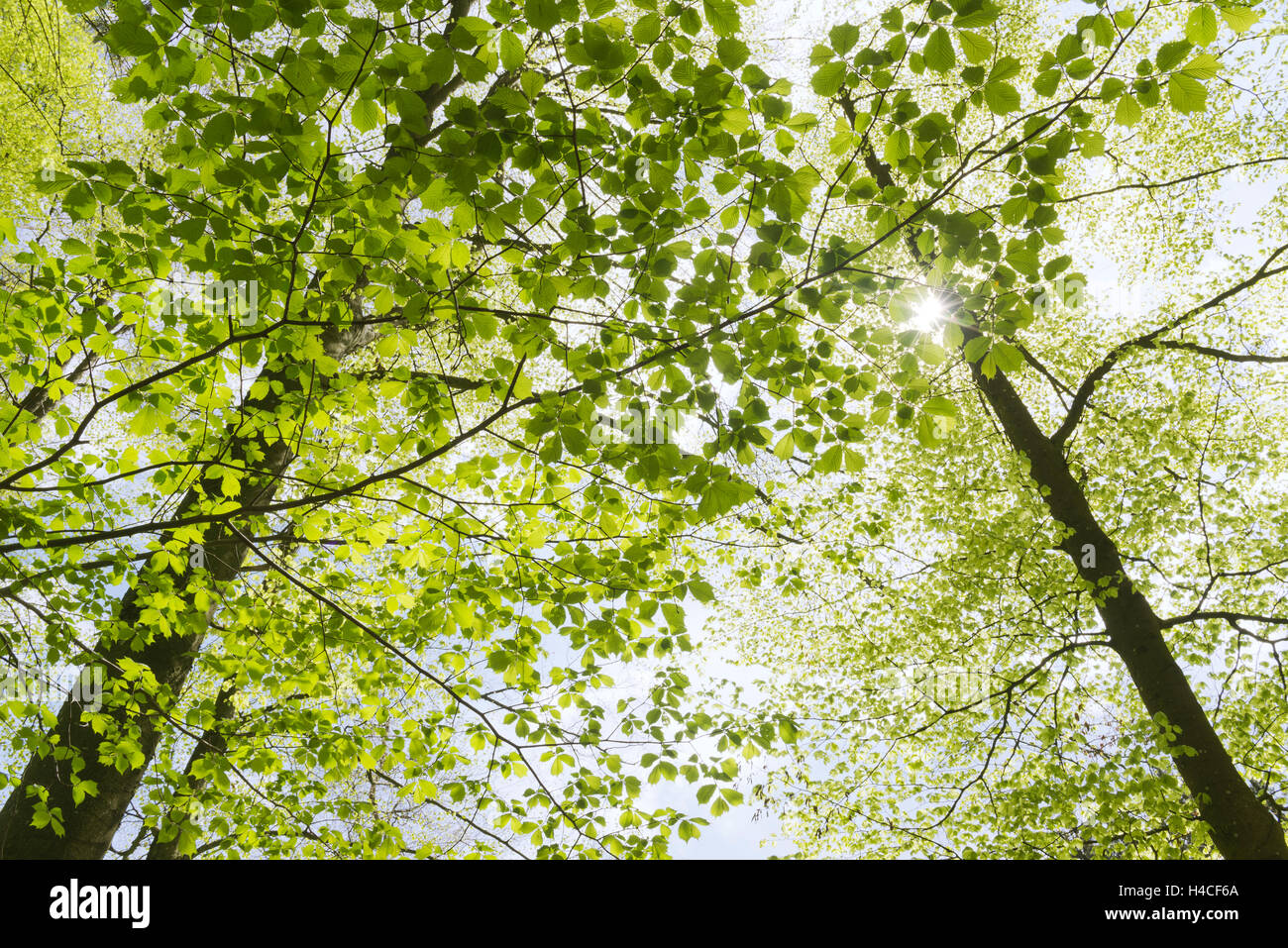 In Germania, in Baviera, riserva naturale, Augsburg, Western boschi parco Natura, faggio, bosco di latifoglie, ramo, sun, luce posteriore, ombra, luce, sun star, umore, idilliaco, molla, verde sulla parte superiore, calma, natura e paesaggio Foto Stock
