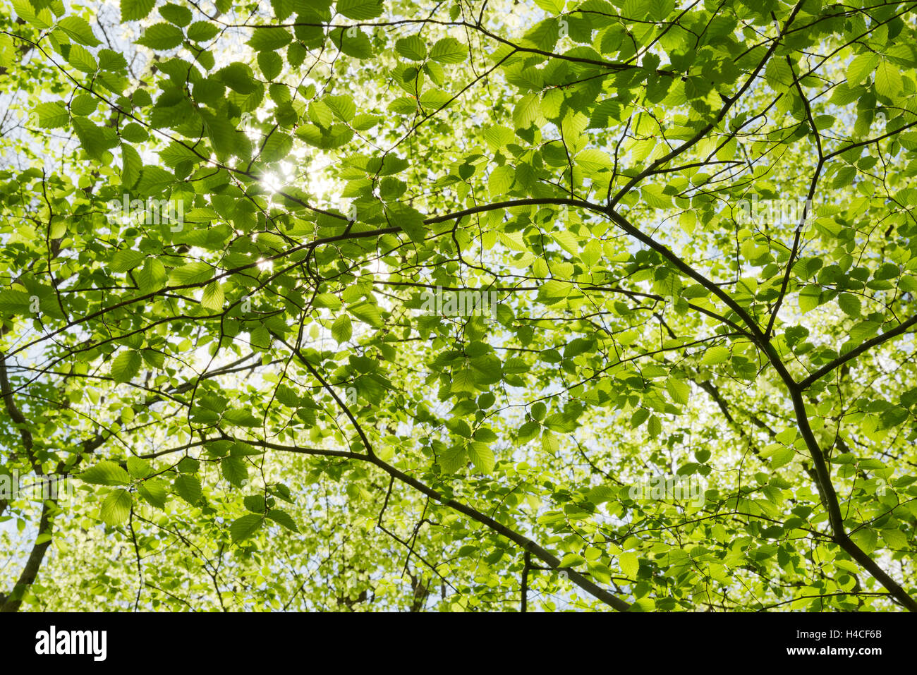 In Germania, in Baviera, riserva naturale, Augsburg, Western boschi parco Natura, faggio, bosco di latifoglie, ramo, sun, luce posteriore, ombra, luce, sun star, umore, idilliaco, molla, verde sulla parte superiore, calma, natura e paesaggio Foto Stock