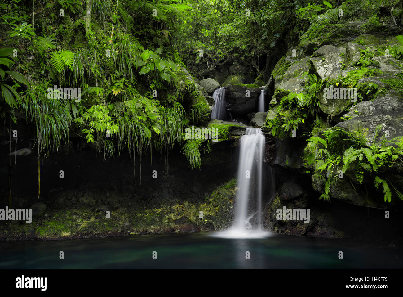 La Guadalupa, la Francia, i Caraibi, giungla, foresta pluviale, cascata, piscina, turchese, verde, foglie tropicali, vegetazione, acqua, radici, mistico, incantevole, paradise, scenario, Foto Stock