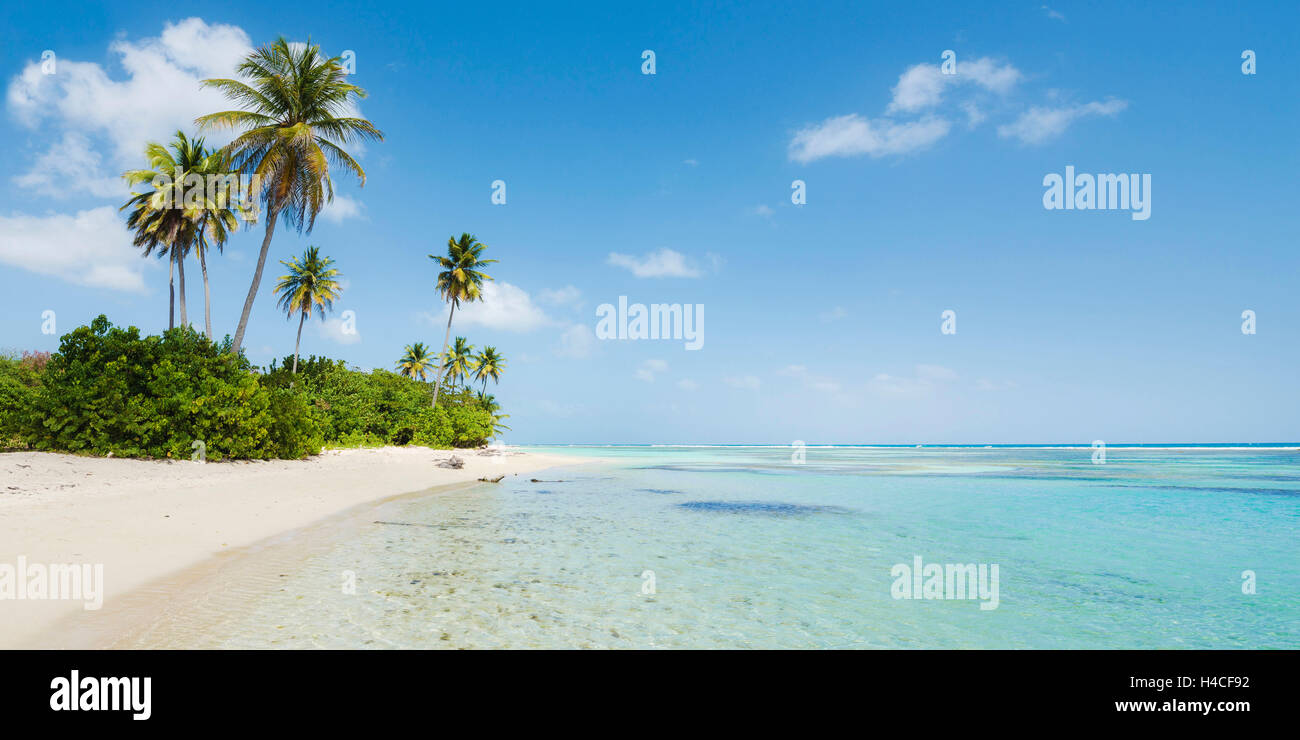 La Guadalupa, la Francia, i Caraibi, isola, Basse-Terre, tropicali, mare, spiaggia, sabbia, palme, Wild, panorama, nuvole, cieli blu, schiuma di mare, costa, verde, paradise, turchese, scenario, Bois, Jolan, Anse, solitario Foto Stock