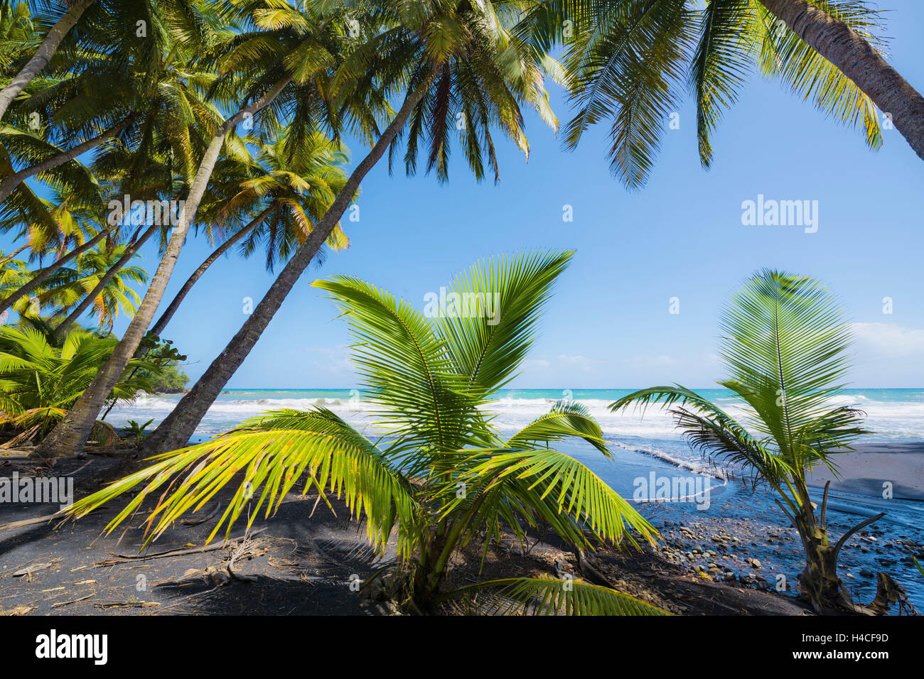 La Guadalupa, la Francia, i Caraibi, isola, mare, sabbia, nero, lava, il mare, le onde, palme, Foto Stock