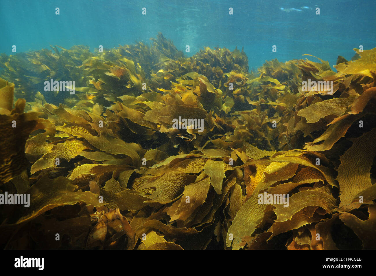 Brown sgambate kelp muovendo con swell Foto Stock