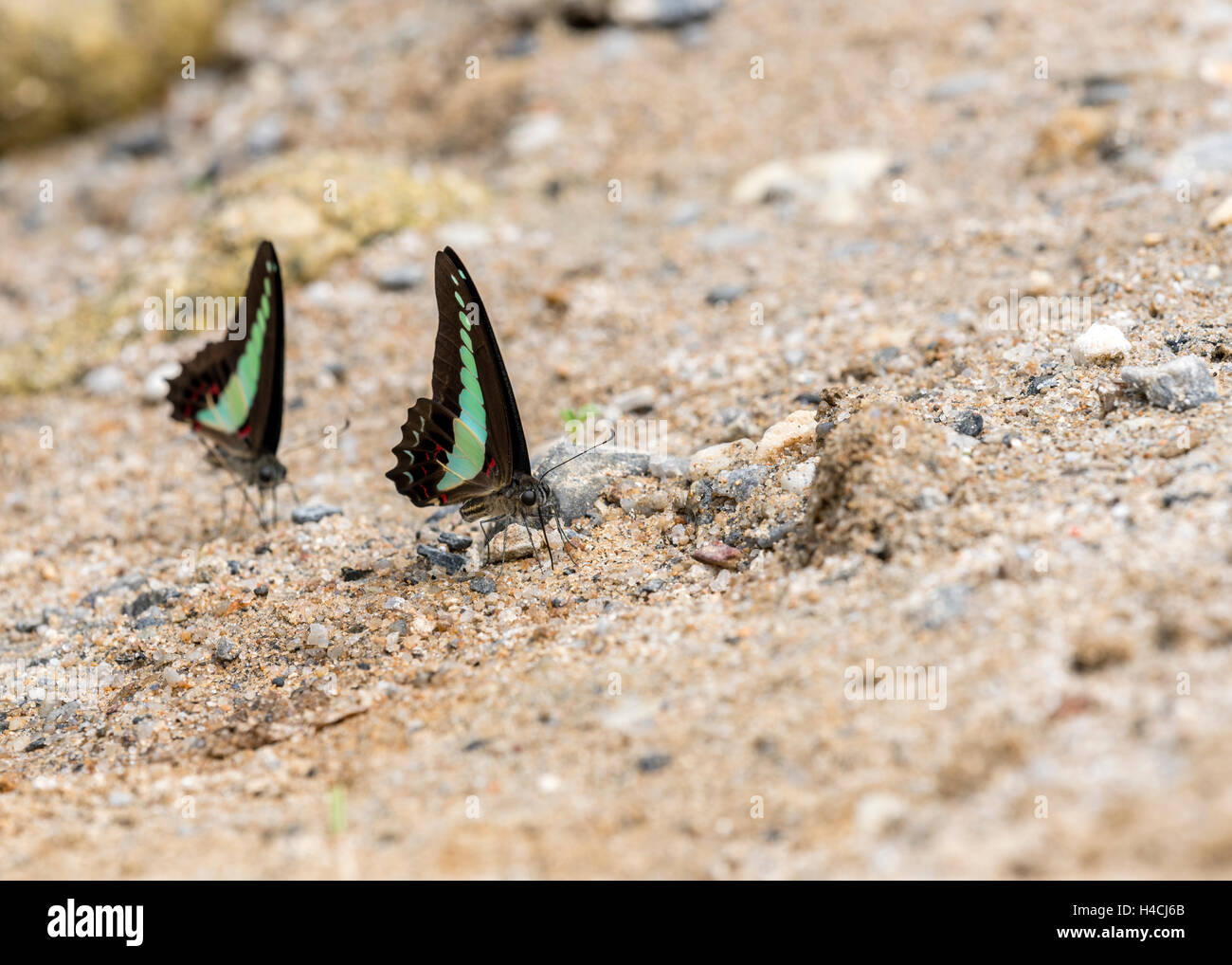 Graphium SarpedBig Eyeson farfalle Foragging presso una banca di fiume in una giornata di sole Foto Stock