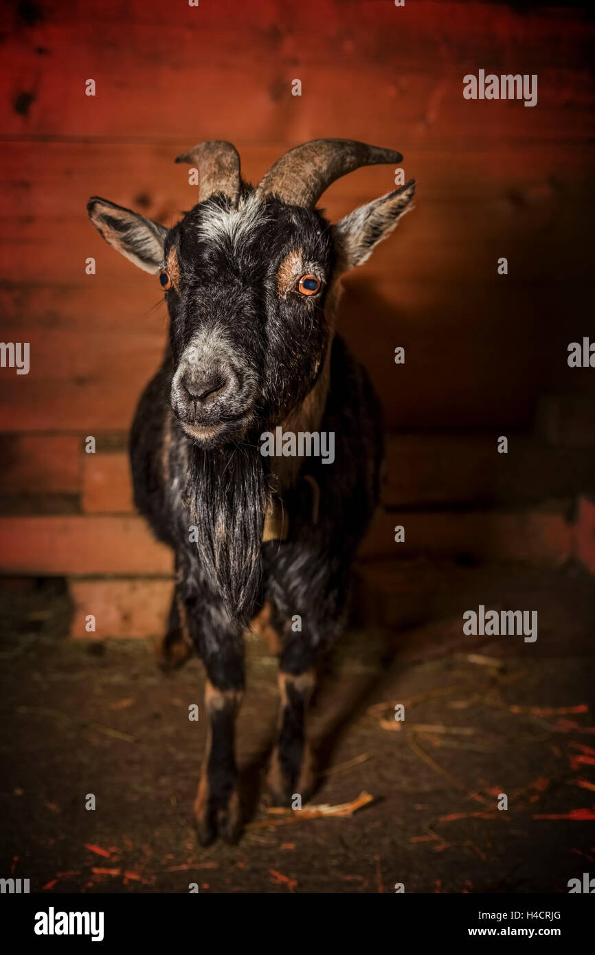 Nana africana delle capre, casa di capra, stabile, barba, pelliccia, animale, corna Foto Stock