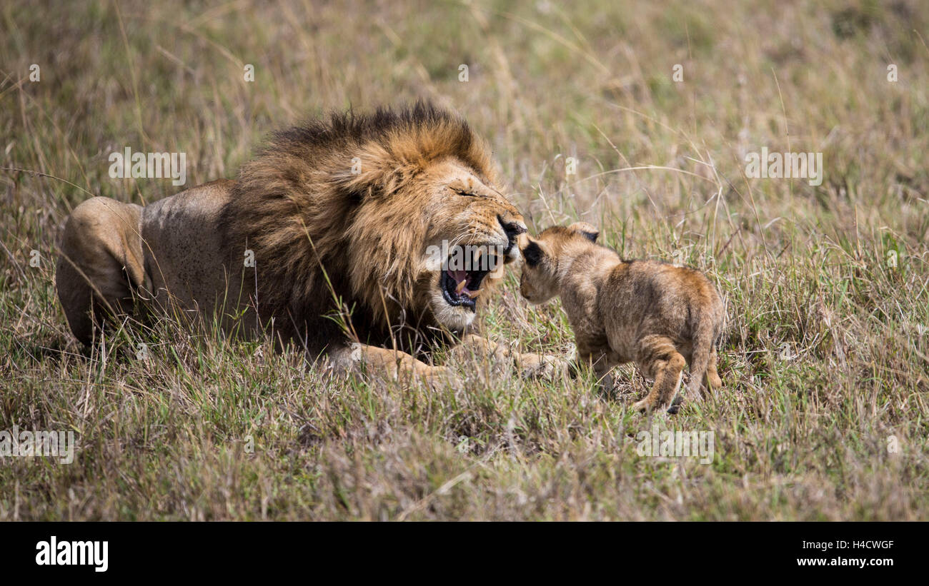 Kenya, riserva Masai Mara, il Masai Mara, lion, leone ruggisce a lion il bambino Foto Stock