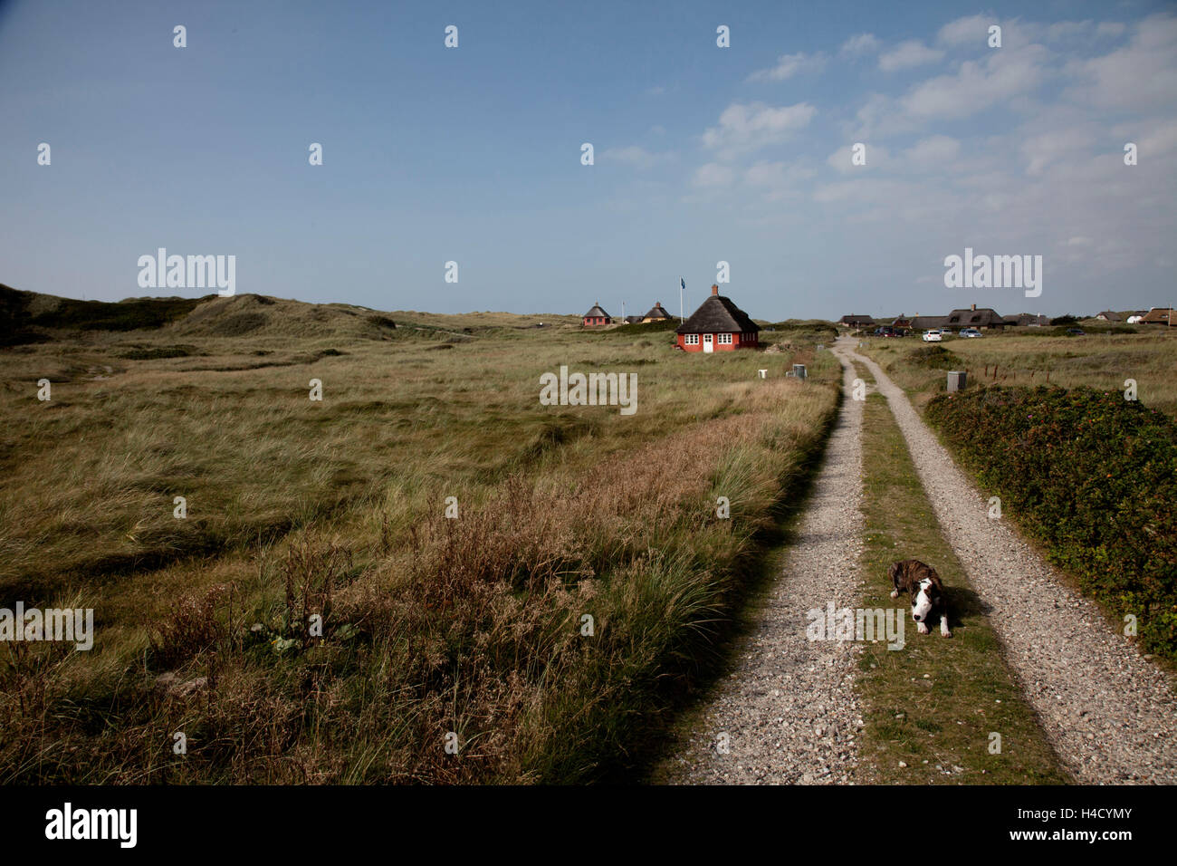 Il cane è sdraiato sul modo con erba nel paesaggio di dune Foto Stock