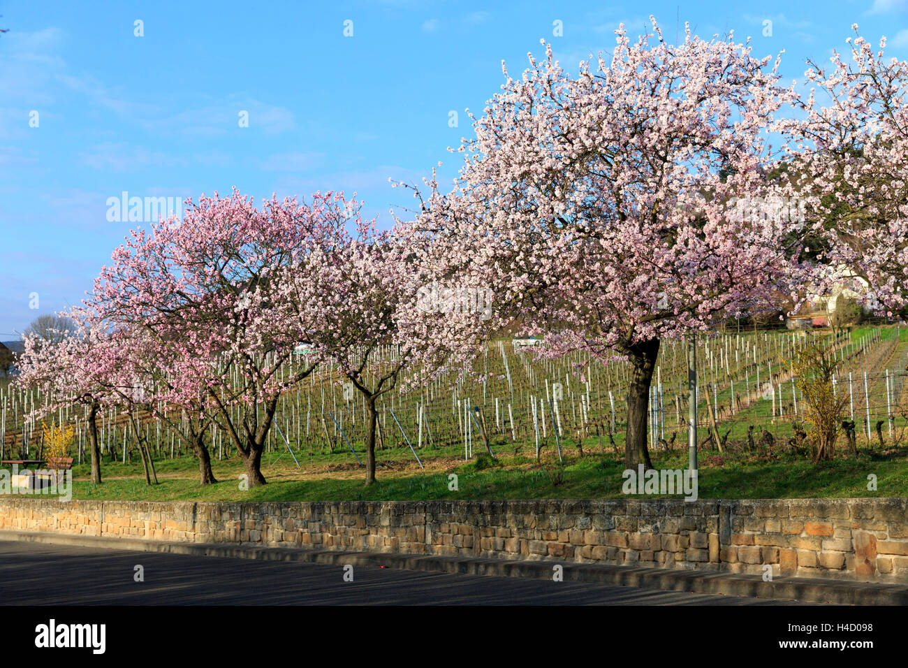La fioritura dei mandorli, Prunus dulcis, è in fiore, Rhinland Palatinato, Gimmeldingen, Germania, la molla è in fiore, 'Südliche Weinstrasse' Foto Stock