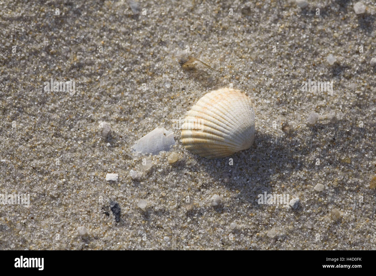 Cozza sulla spiaggia Foto Stock