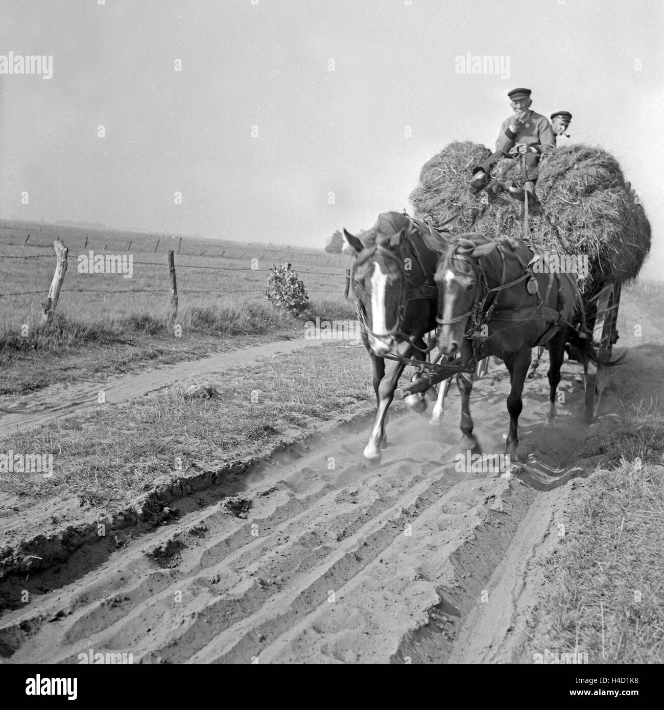 Die Heuernte wird von den Felder in Ostfriesland eingefahren, Deutschland 1930er Jahre. Il fieno raccolto in Frisia orientale, Germania 1930s. Foto Stock