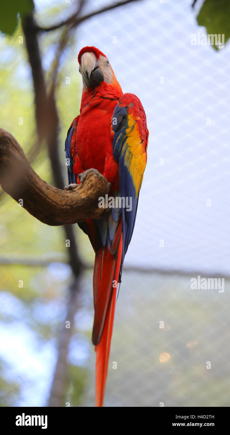 Pappagallo colorato ara con becco lungo pesce persico su albero Foto Stock