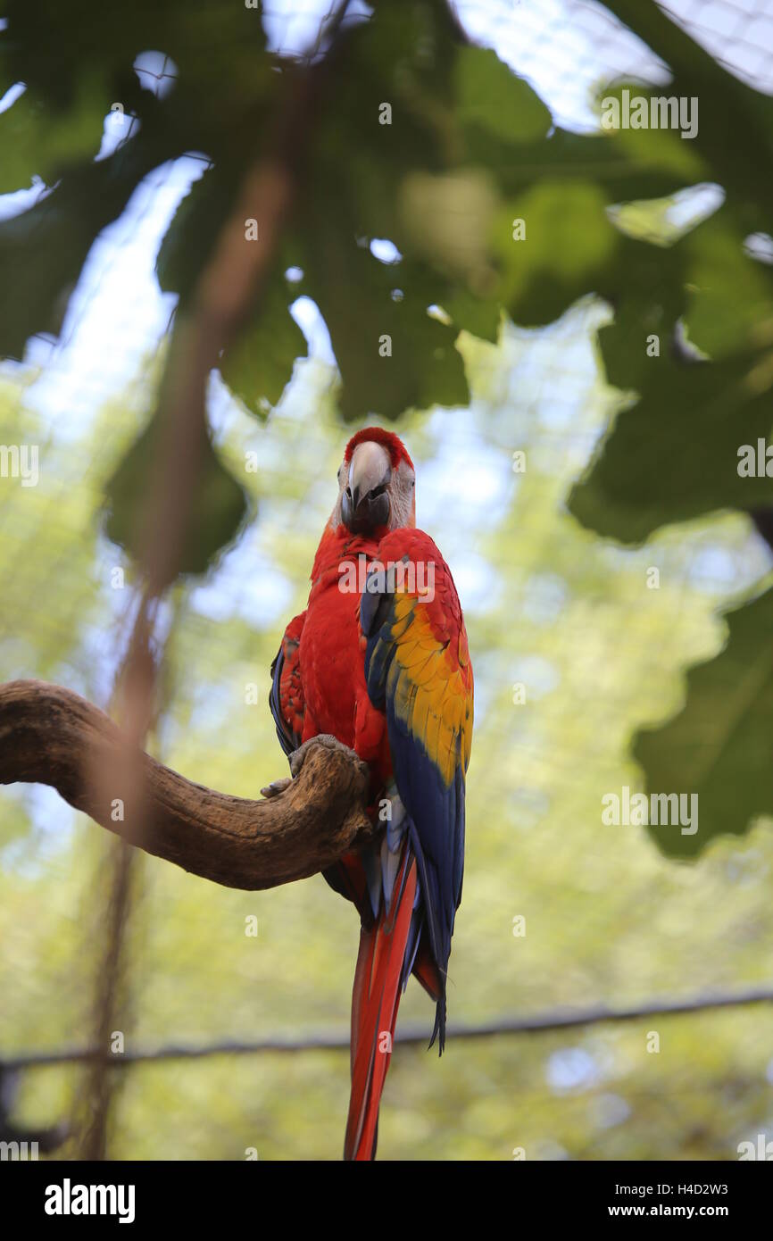 Pappagallo colorato ara con becco lungo pesce persico su albero Foto Stock