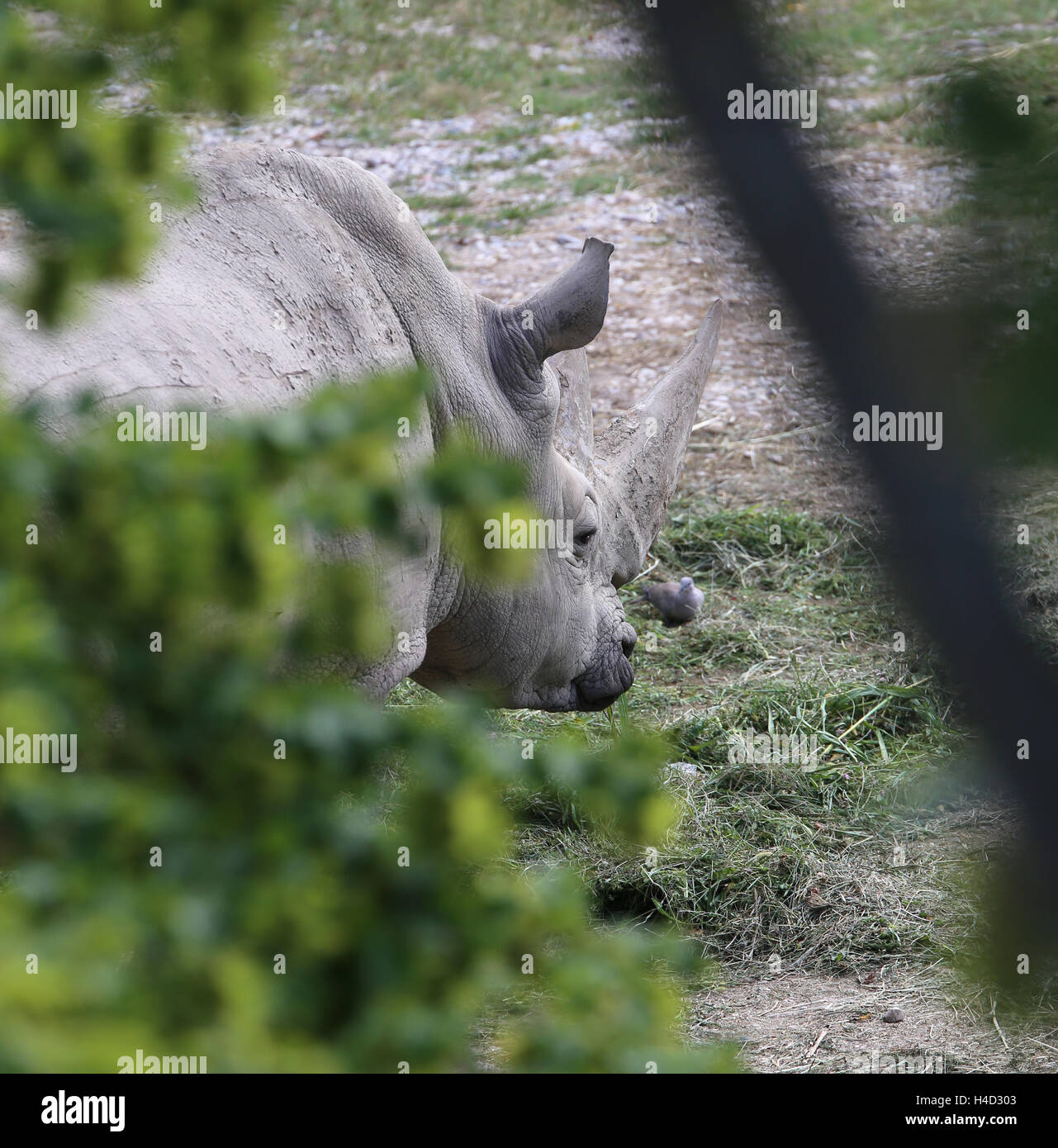 Maestoso rinoceronte di nascondersi dietro l'albero durante un safari Foto Stock