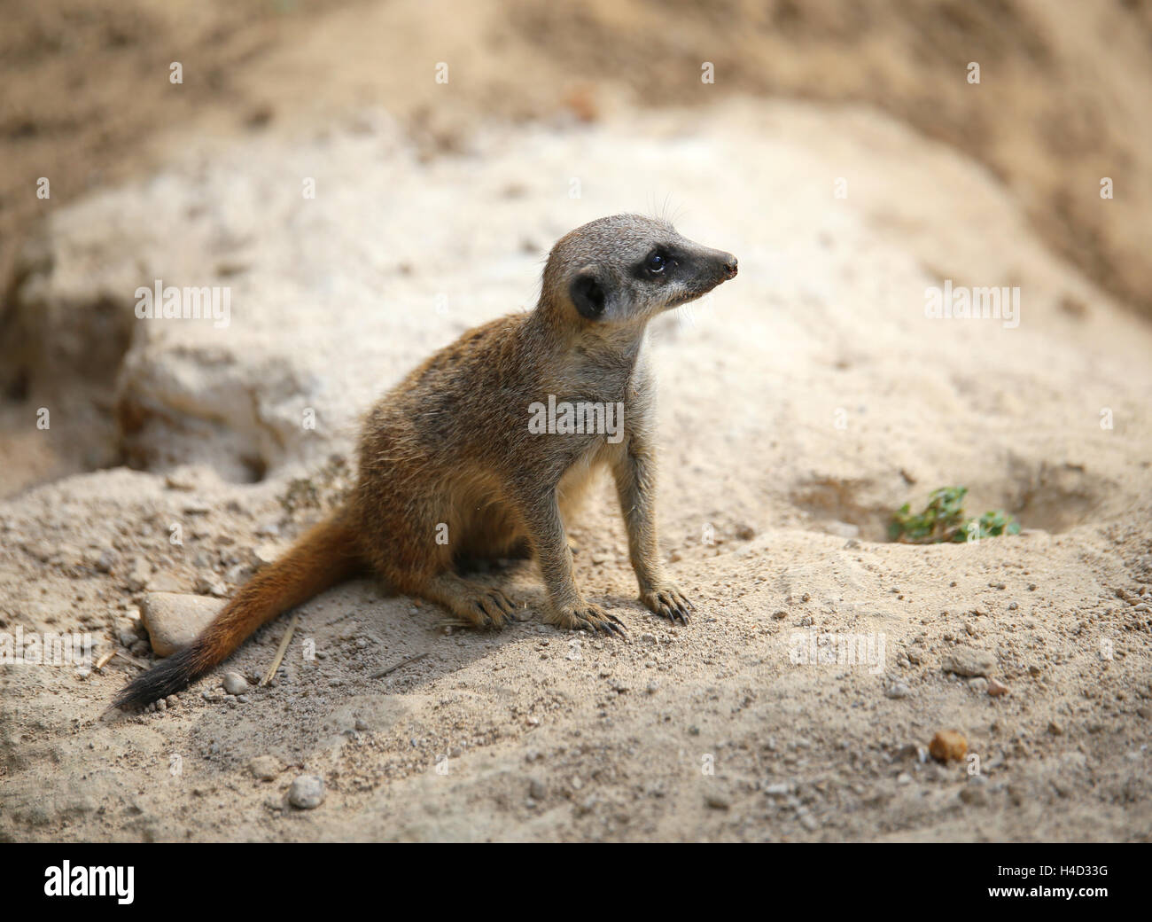 Piccolo meerkat permanente sulla roccia del deserto e controlla il suo territorio in cerca di prede Foto Stock
