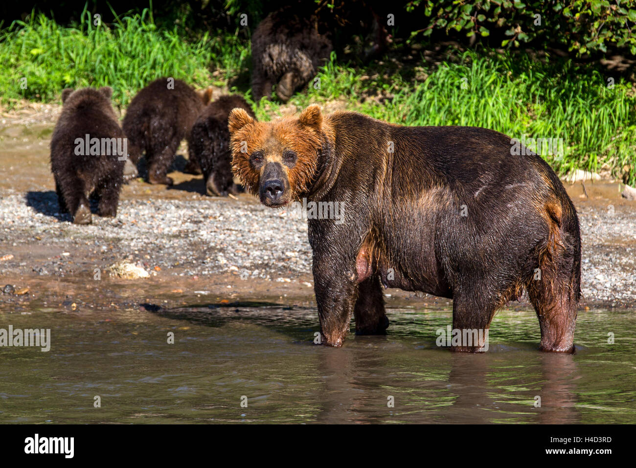 Vista di un orso con i cuccioli vai a una banca di fiume per la pesca del salmone in Kamchatka regione, Russia Foto Stock