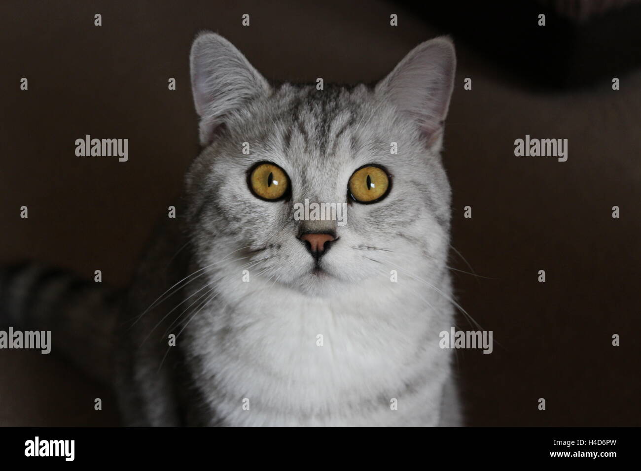 British Shorthair cat con sfumatura scura sullo sfondo Foto Stock