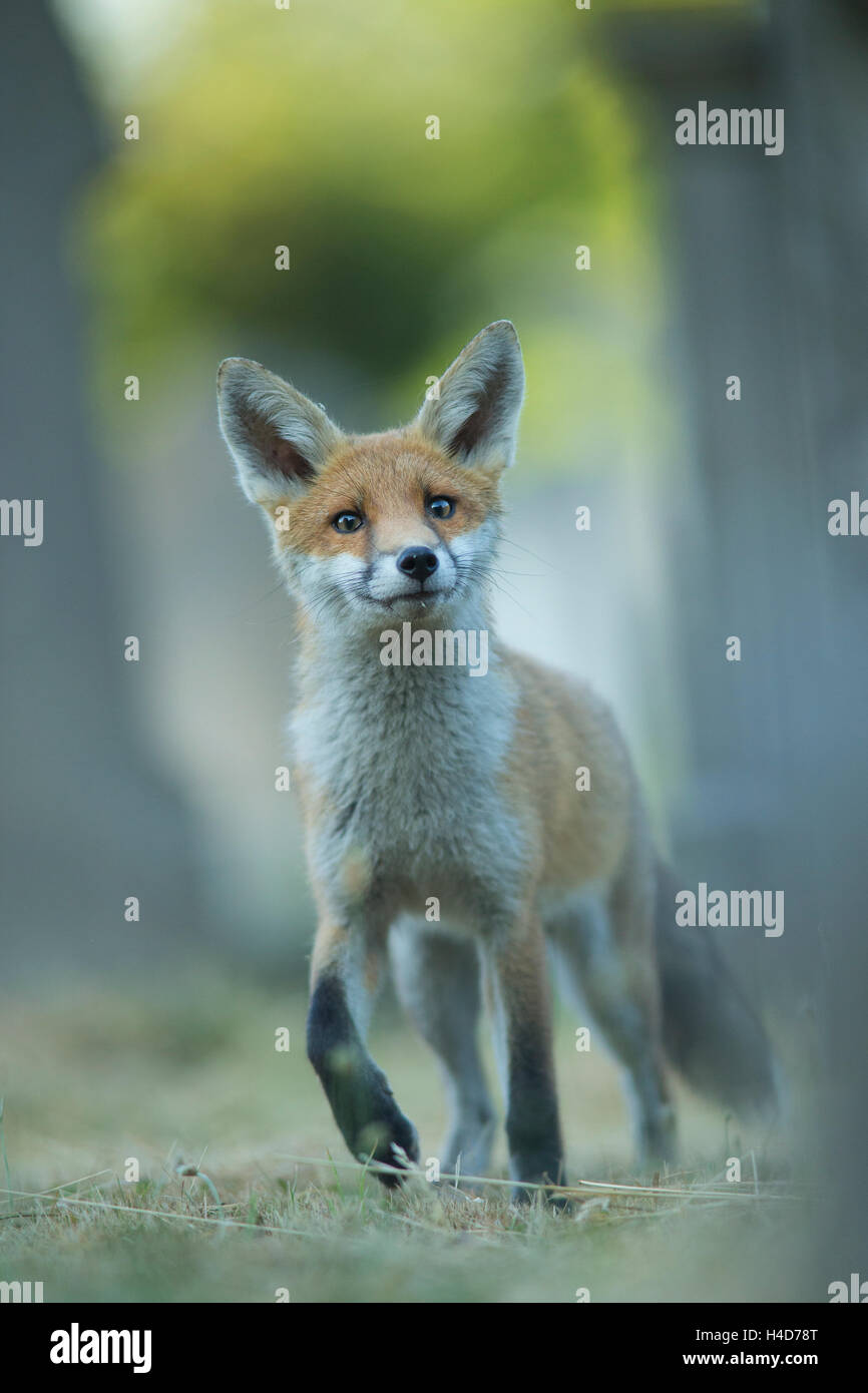 Curioso Red Fox ritratto nel bosco di un cemtery. Foto Stock