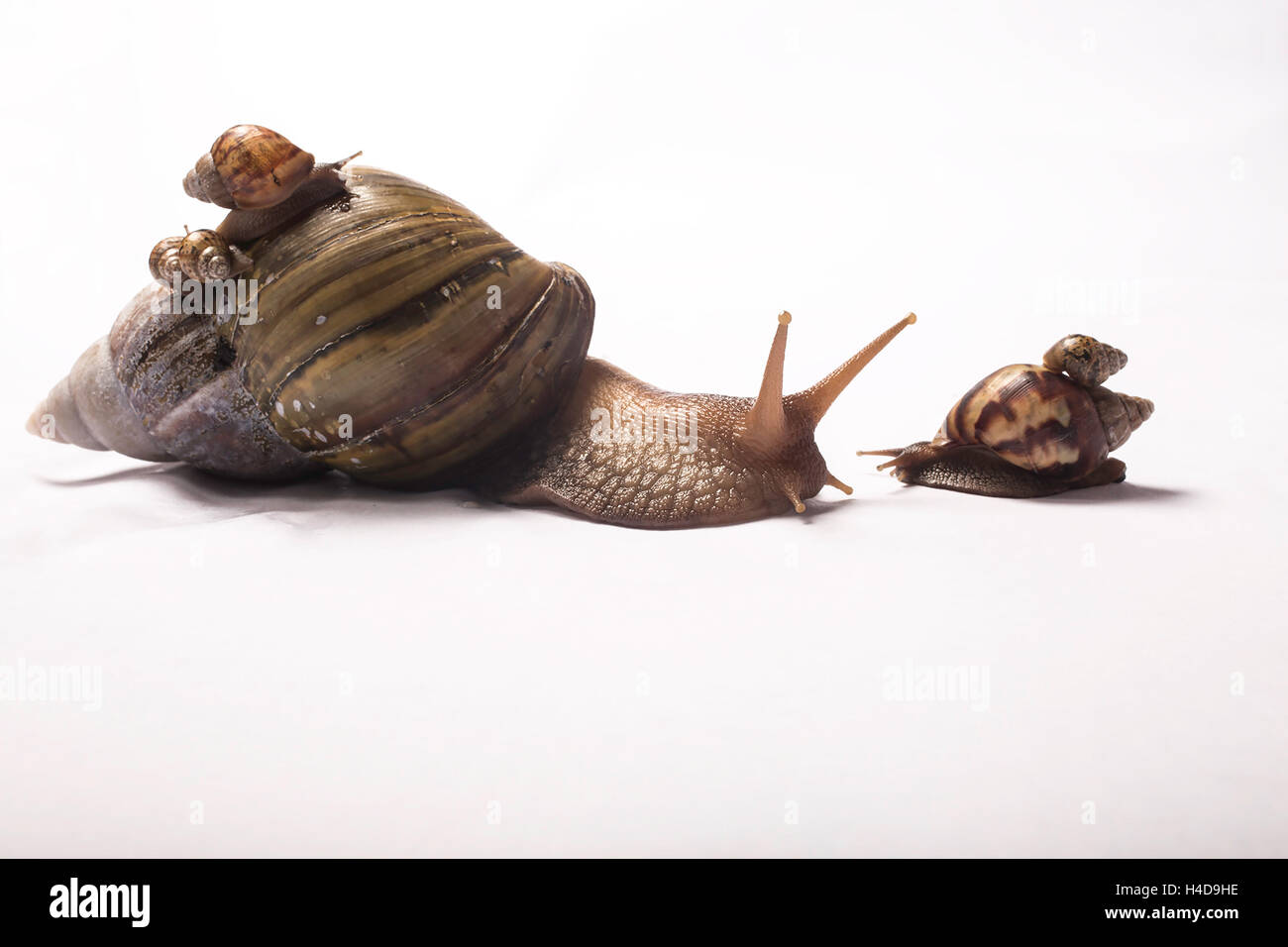 Gigante lumaca africana con due piccoli giganti Africani neonati sul suo guscio e uno di fronte a lei con un altro bambino sul suo guscio Foto Stock