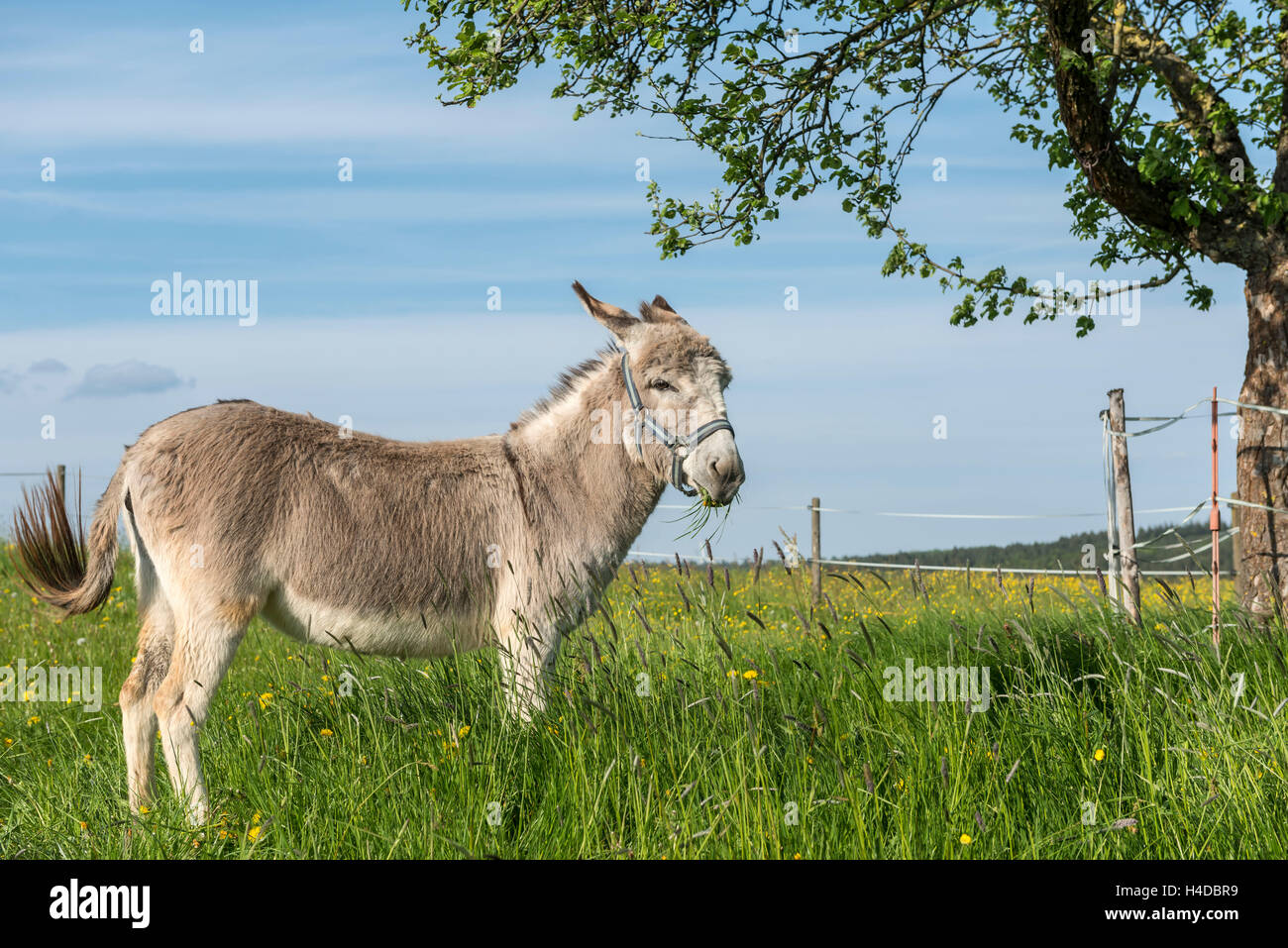 Weiten-GesÃ¤SS. Hessen, Germania, asino domestico su pascolo Foto Stock