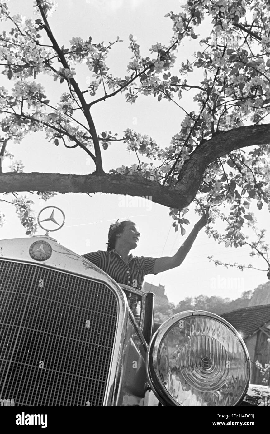 Eine junge Frau in einem Mercedes-Benz Cabrio unter einem blühenden Kirschbaum im Schwarzwald, Deutschland 1930er Jahre. Una giovane donna in un convertibile Mercedes-Benz parcheggio sotto una fioritura di ciliegio nella Foresta Nera, Germania 1930s. Foto Stock
