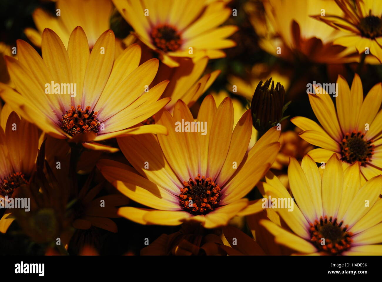 Giallo fiori petaled, Margherite africana Foto Stock