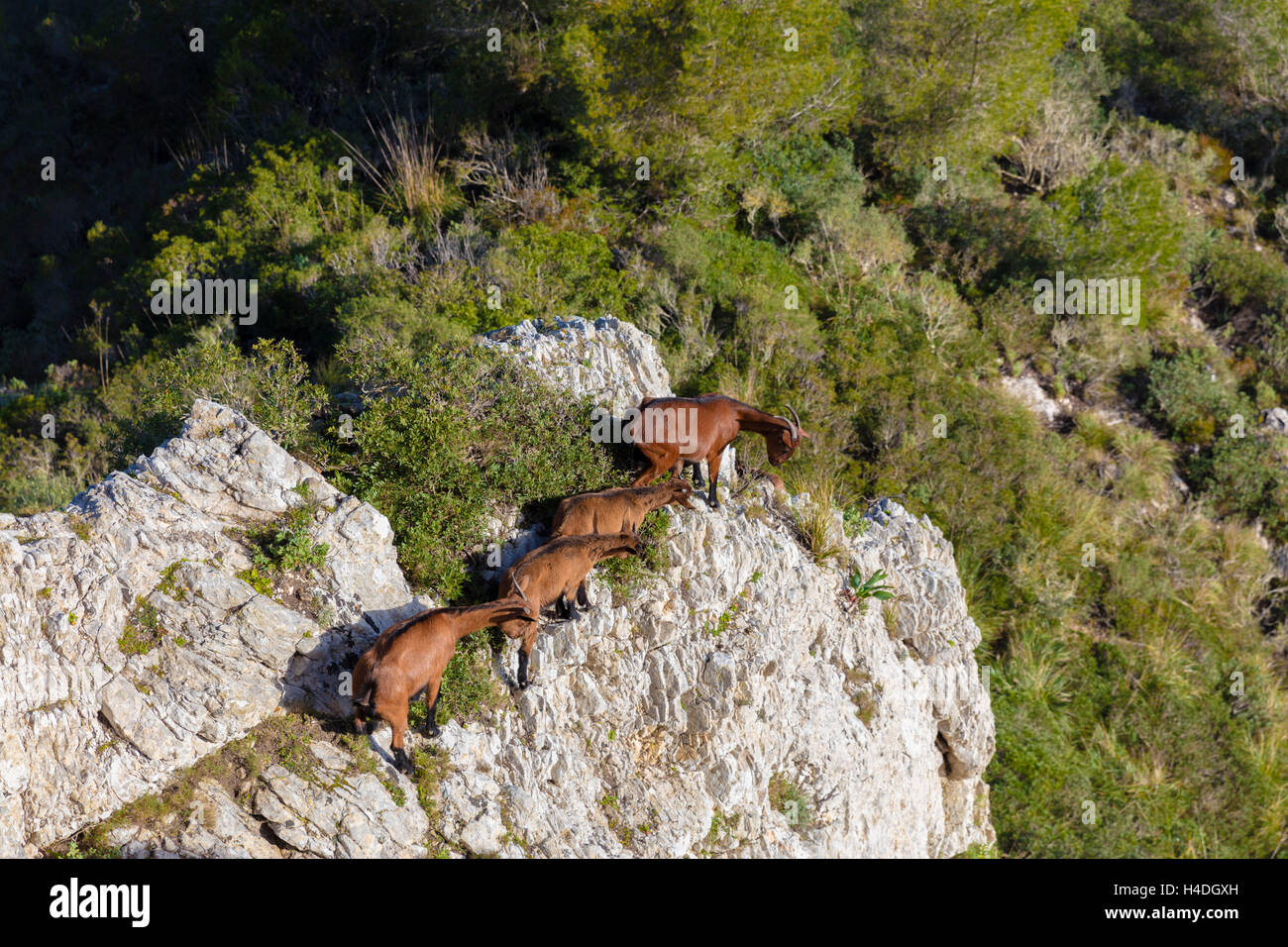 Capre di montagna, proiezione di bile, Spagna, Sant Salvador, montagna, Maiorca, isole Baleari, Isole Baleari Foto Stock