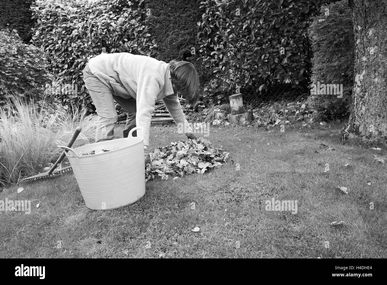 Femmina in un giardino Caduti raccolta di foglie di autunno per rendere foglia compost di stampo. Foto Stock