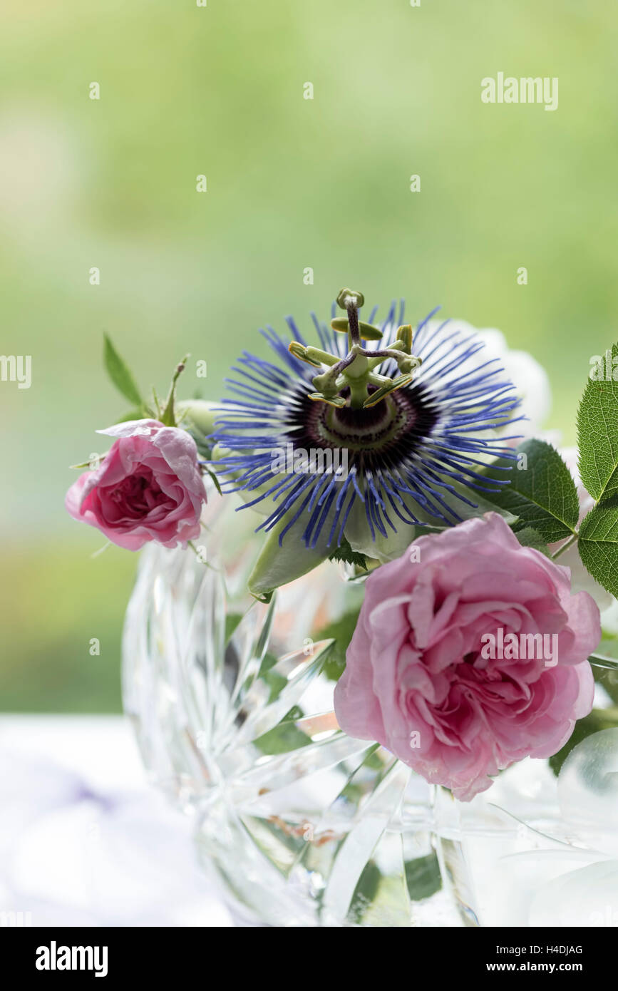 Rose Inglesi, rosa, Bud, fiore della passione, ciotola di cristallo, sfondo verde chiaro, luce posteriore, romanticamente, still life, Foto Stock