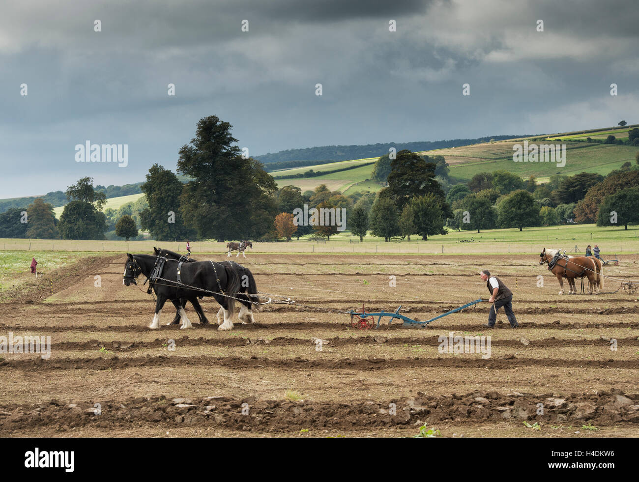 Shire cavalli di aratura Weald and Downland Open Air Museum, Campagna autunno mostra, Singleton, Sussex, Inghilterra Foto Stock