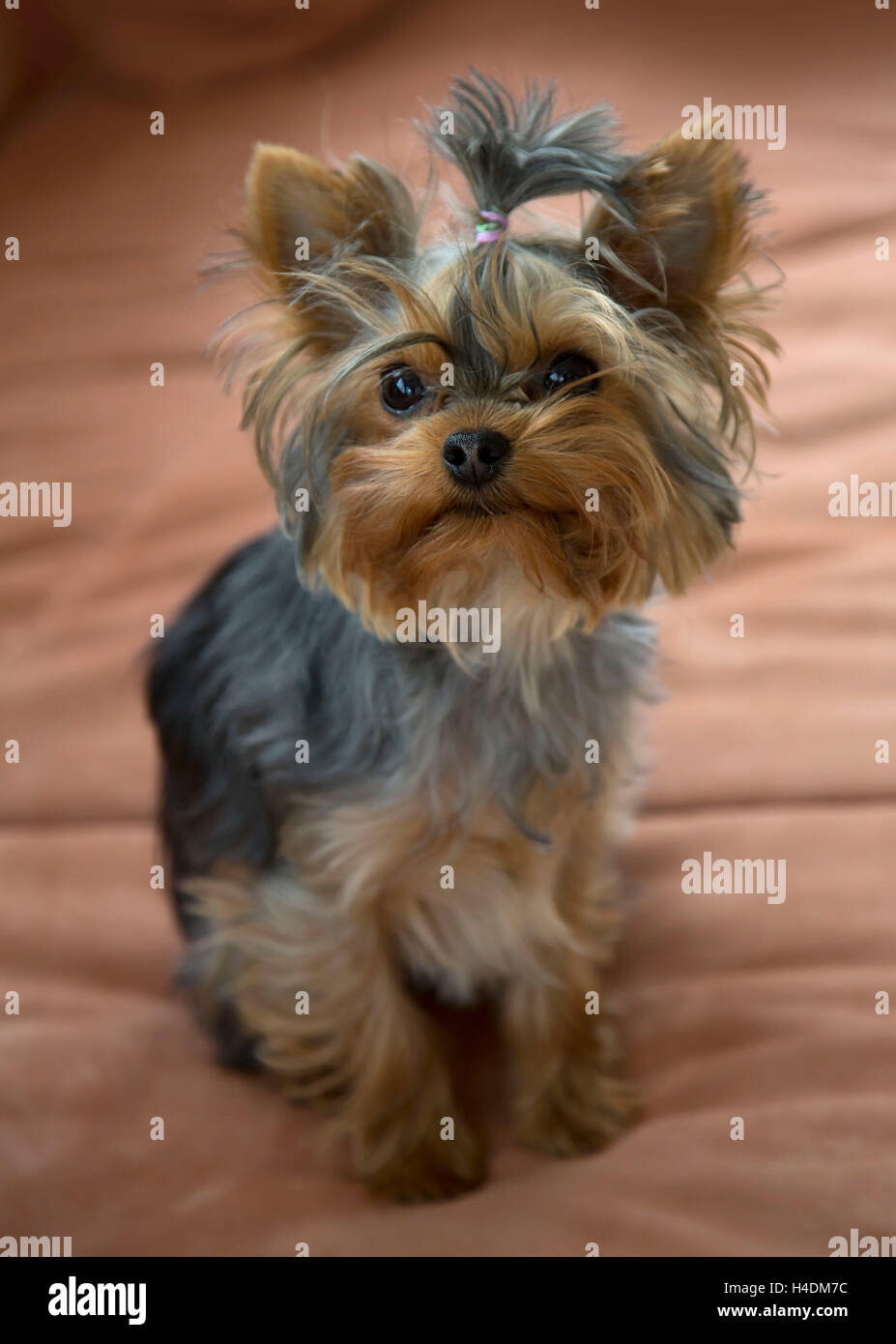tiny toy yorkie