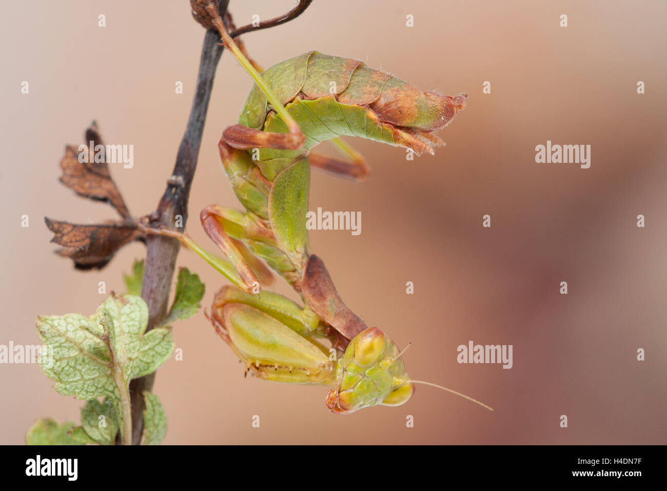 Mantis (ameles sp.) mimetizzata su stick verde Foto Stock