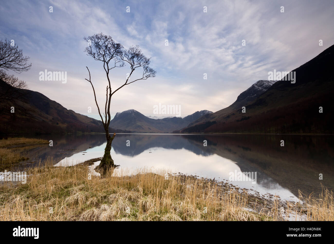 Lone Tree sulla riva del lago Buttermere nel Lake District inglese una sera d'inverno, Foto Stock