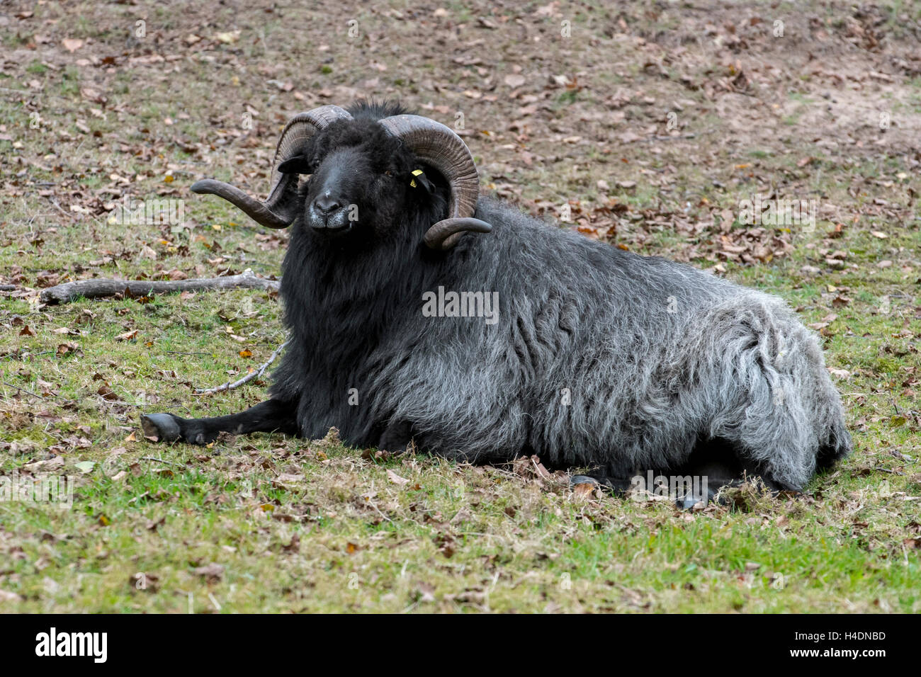Ram Heidschnucke, lande razza di pecore dalla Germania settentrionale Foto Stock