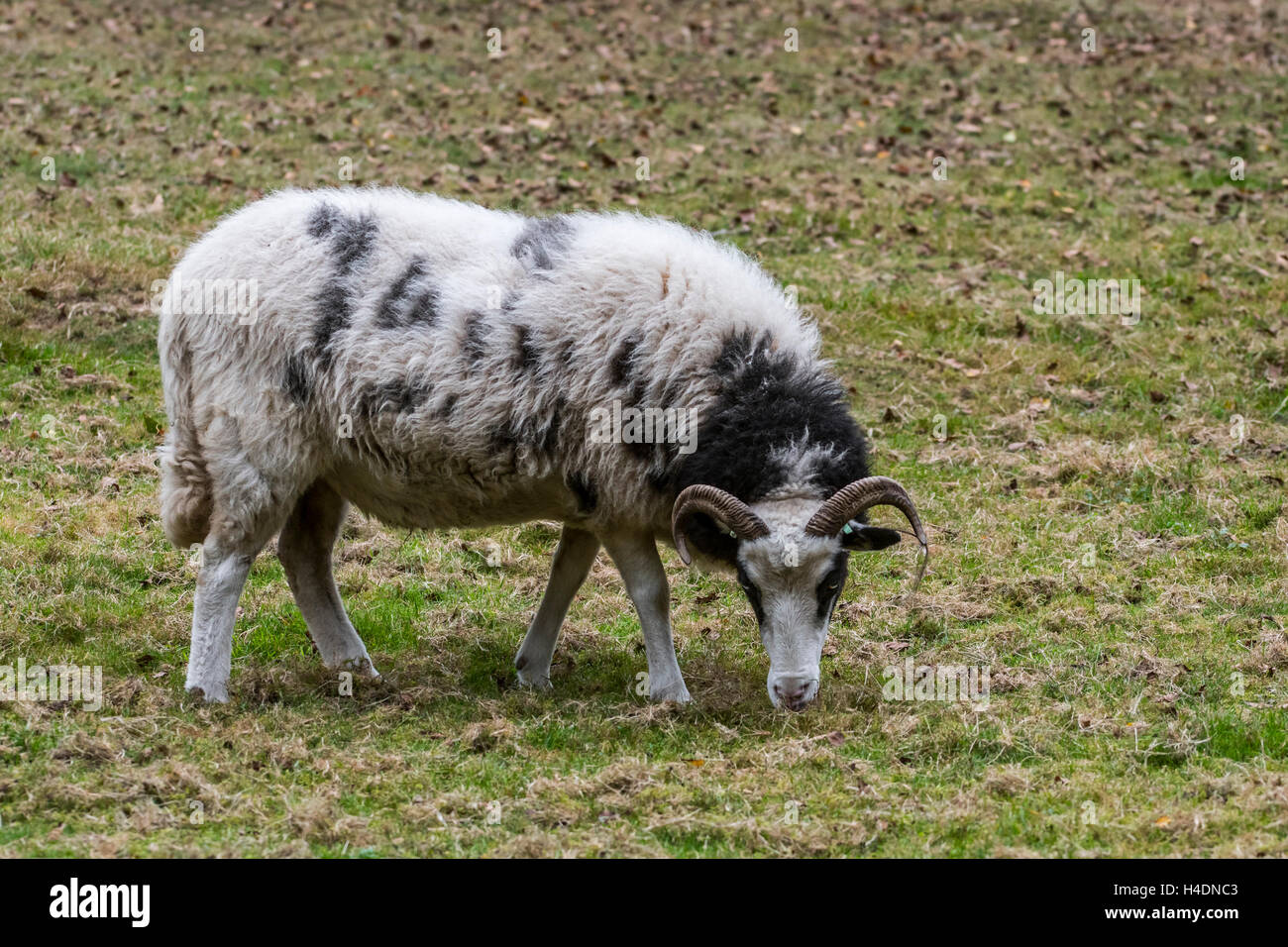 Pecora Heidschnucke, lande razza di pecore dal nord della Germania pascolare nel campo Foto Stock