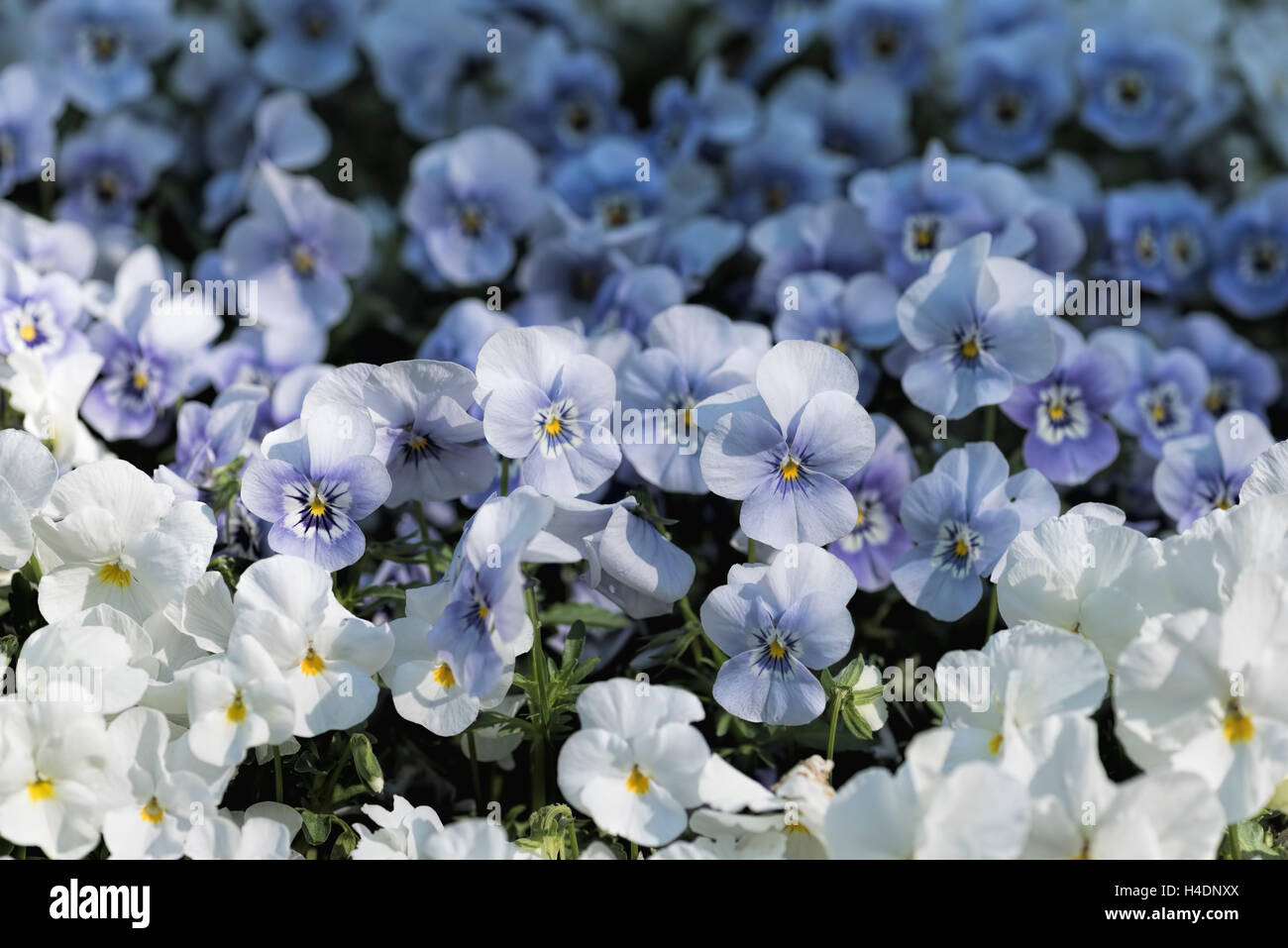 Bianco e blu cornuto pansy, ben coltivata, Foto Stock