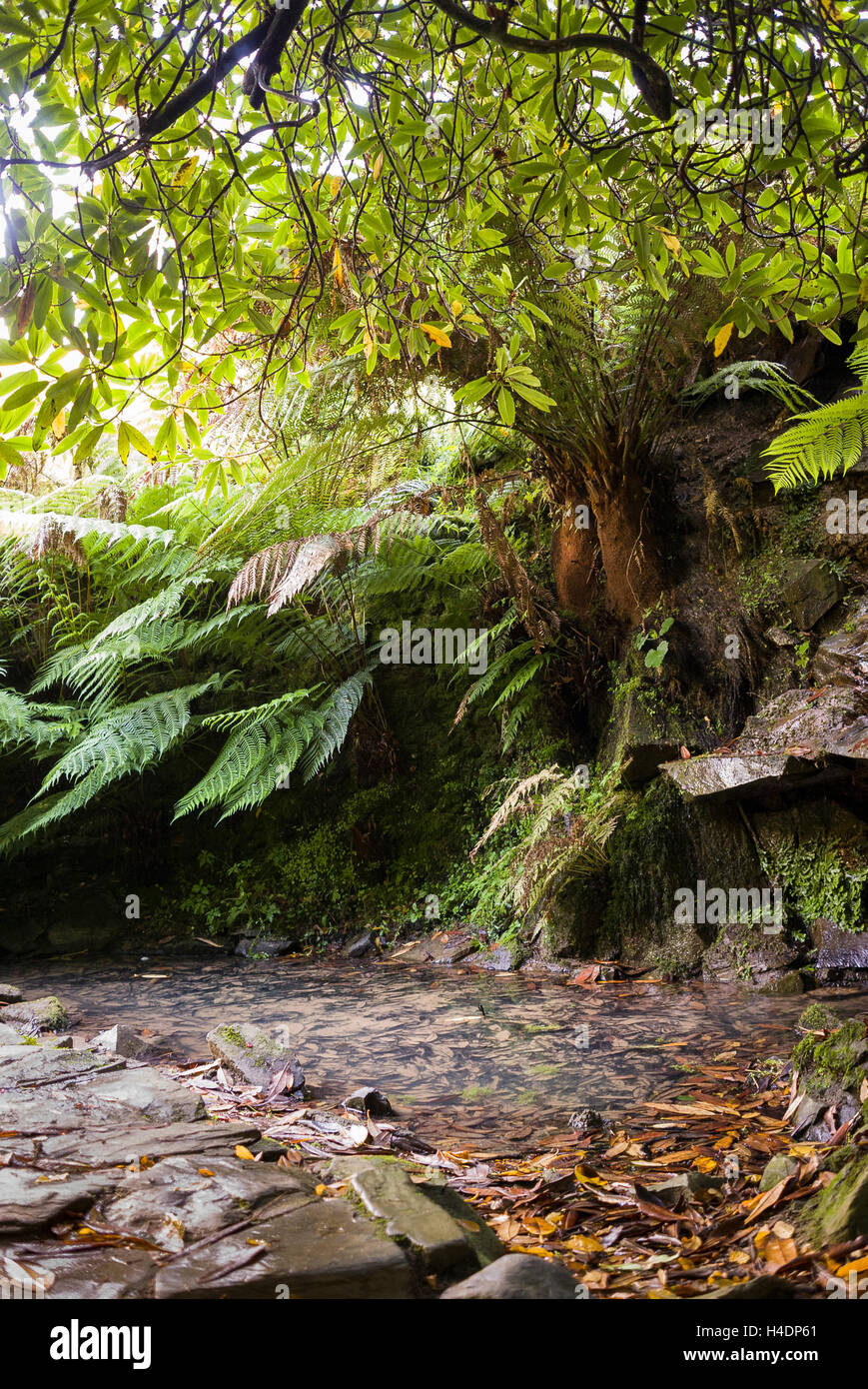 Un bosco di scena in Lost Gardens of Heligan in Cornovaglia Foto Stock