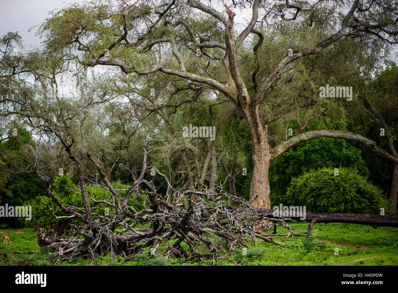 Impenetrabile Busch nel sud Luangwa national park in Zambia Foto Stock