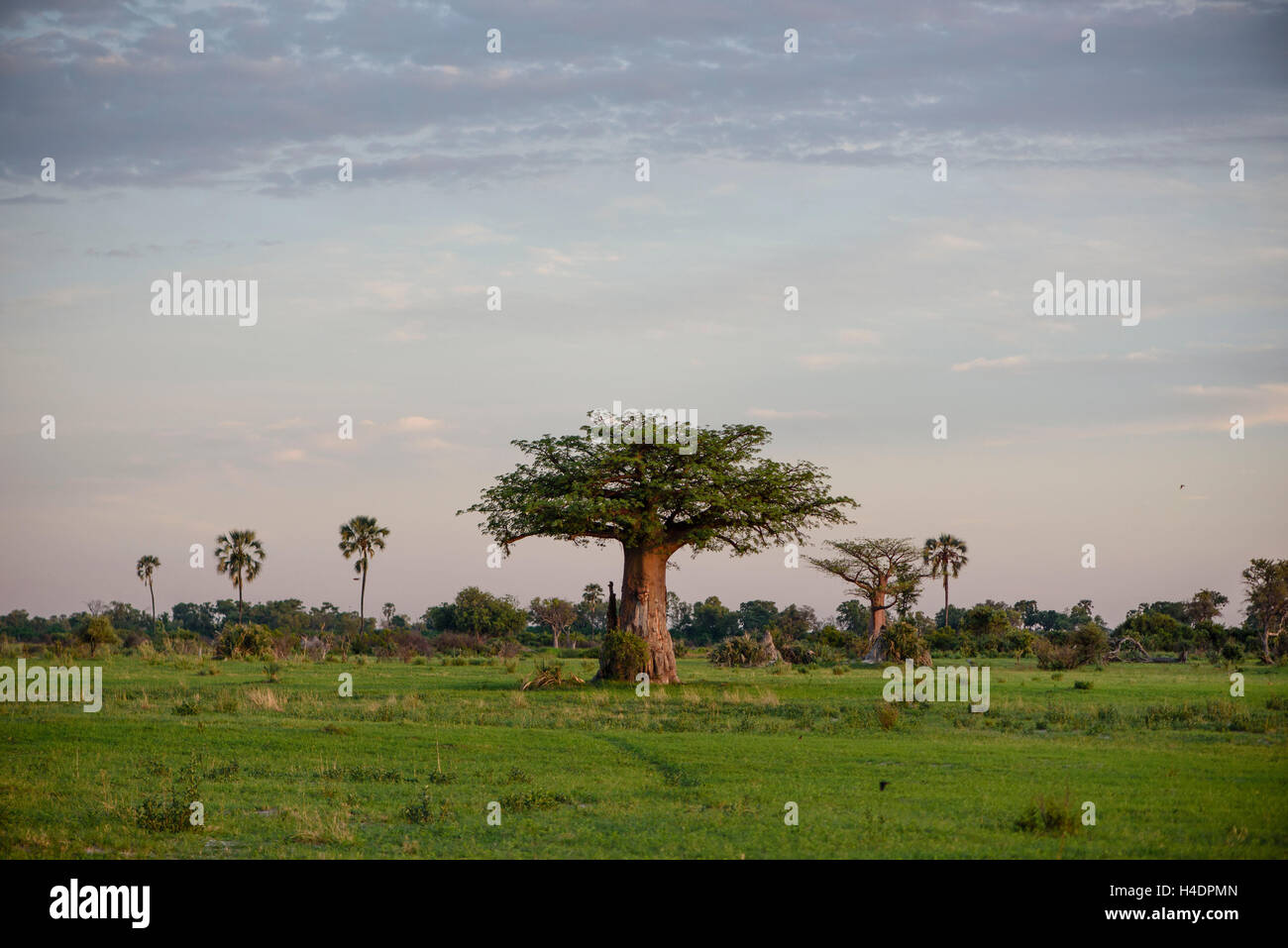Un Baobab in Okavango Delta Foto Stock