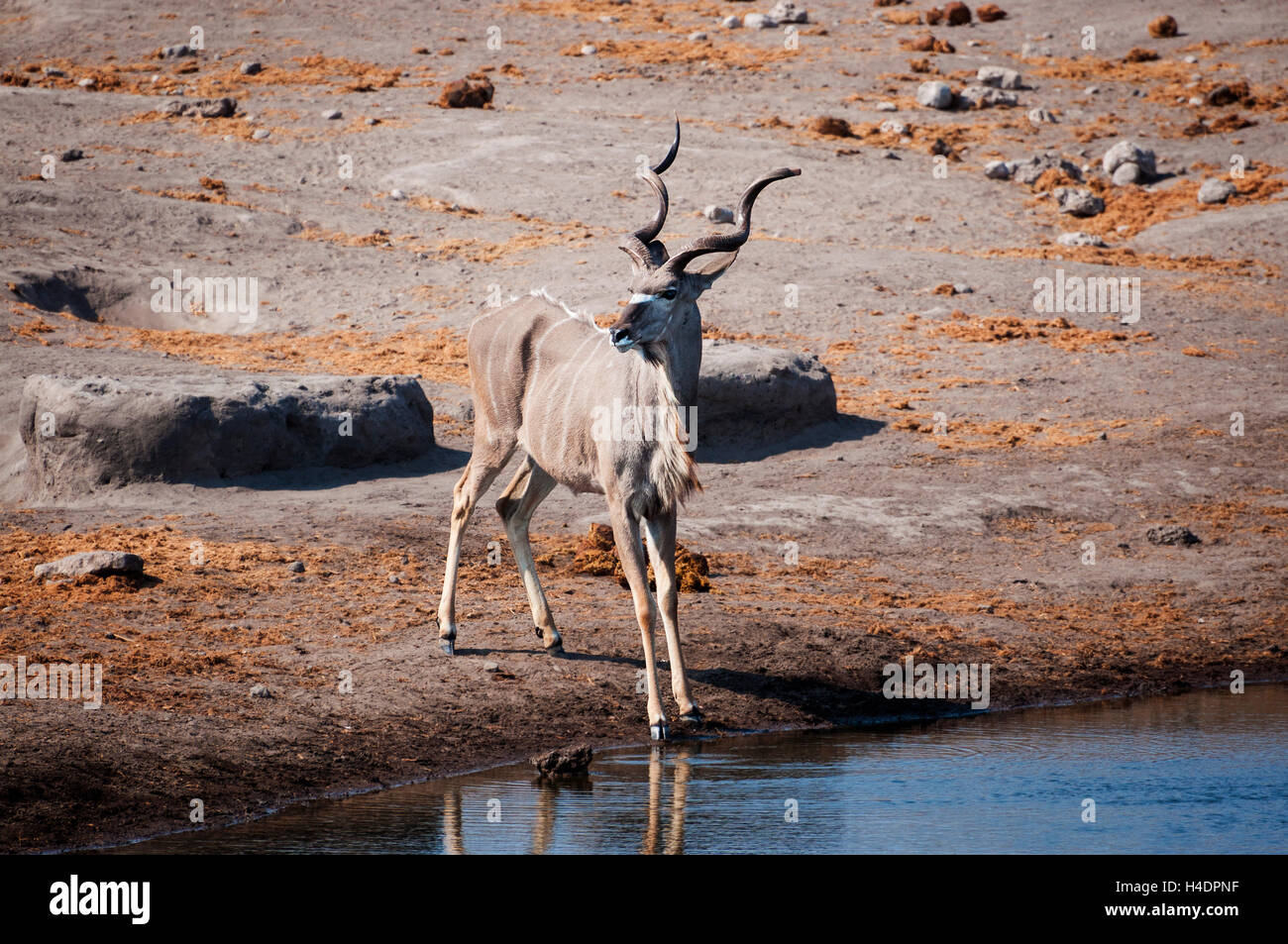 Kudu maschio in un fiume nel Parco Nazionale di Etosha, in Namibia; Concetto per i viaggi in Africa e safari Foto Stock