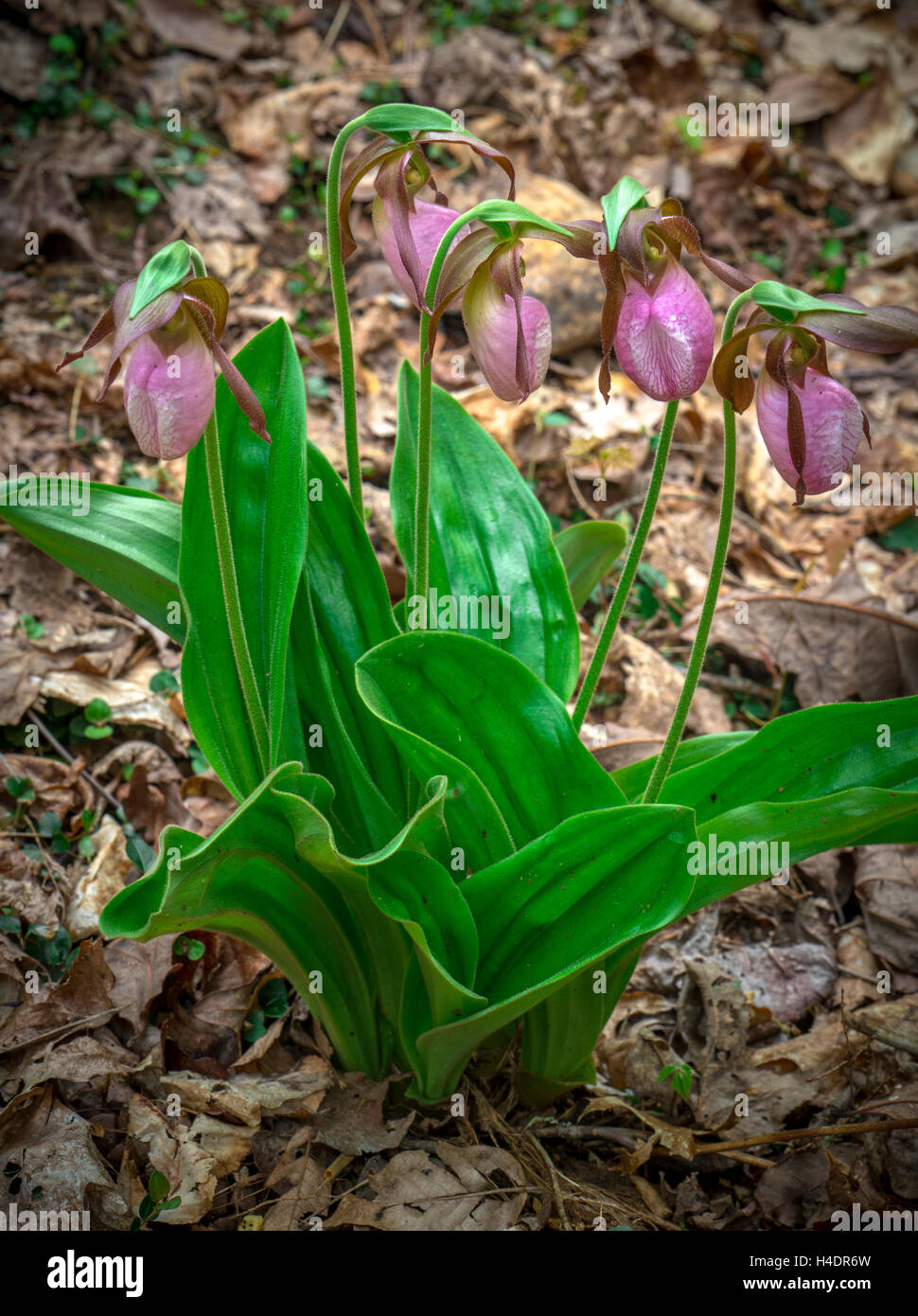 Parco Nazionale di Great Smoky Mountains, Tennessee: Pink Lady pantofole (Cypripedium acaule) blossoms Foto Stock