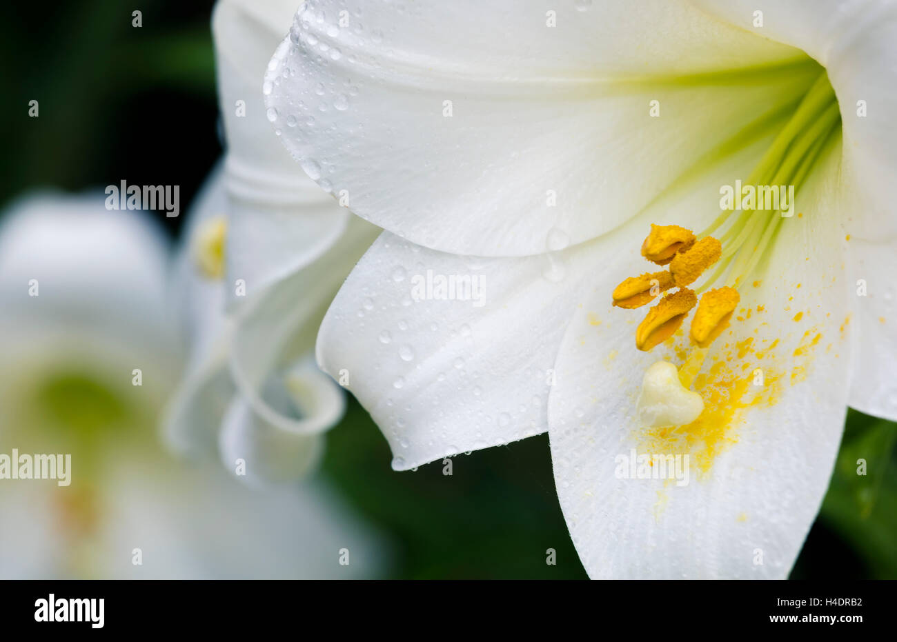 Close-up di bianco giglio a campana, Lilium longiflorum 'Bianco cielo' Foto Stock