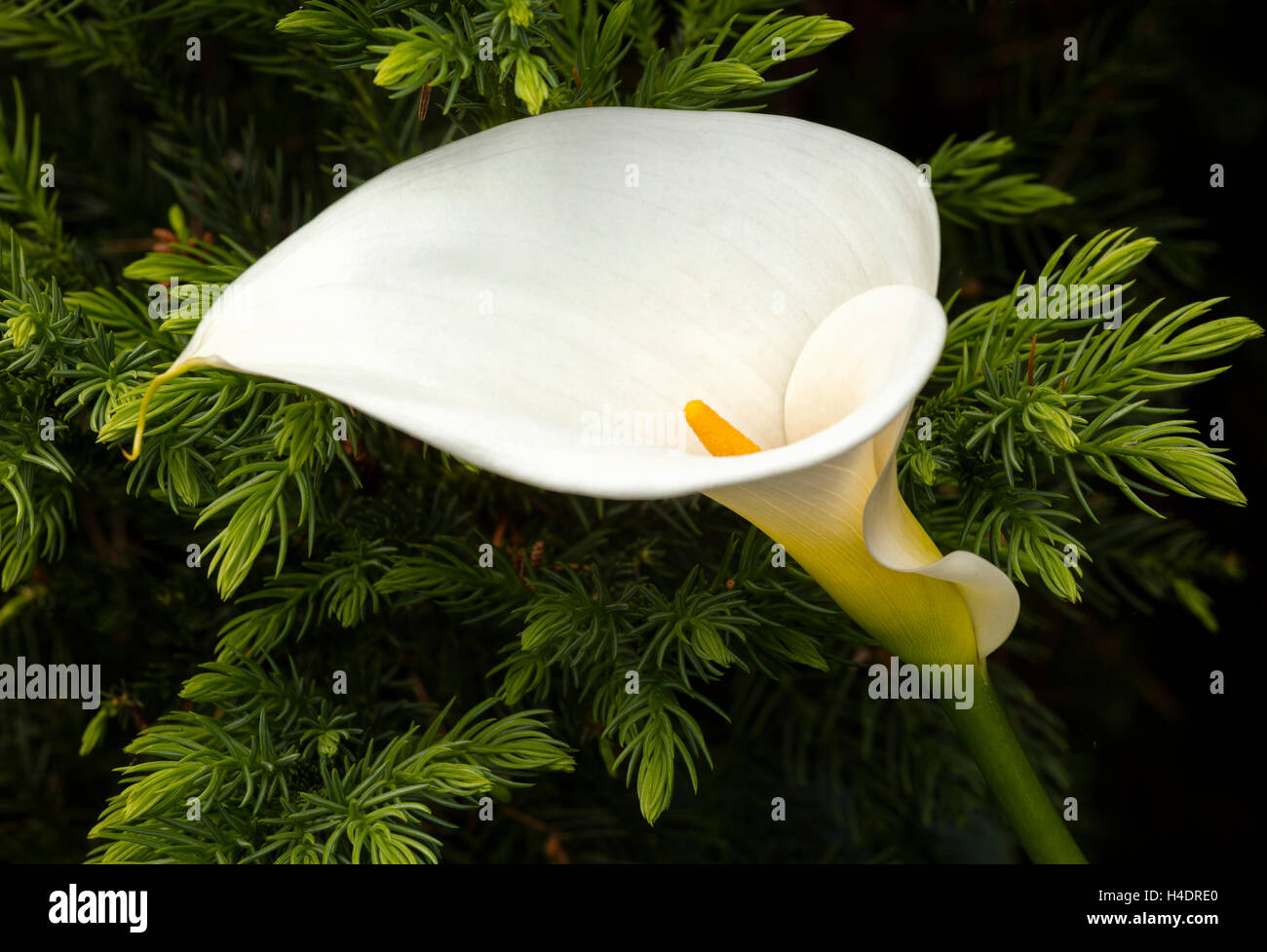"Black Dragon' cryptomeria e white Calla Lily (Zantedeschia aethiopica) Foto Stock